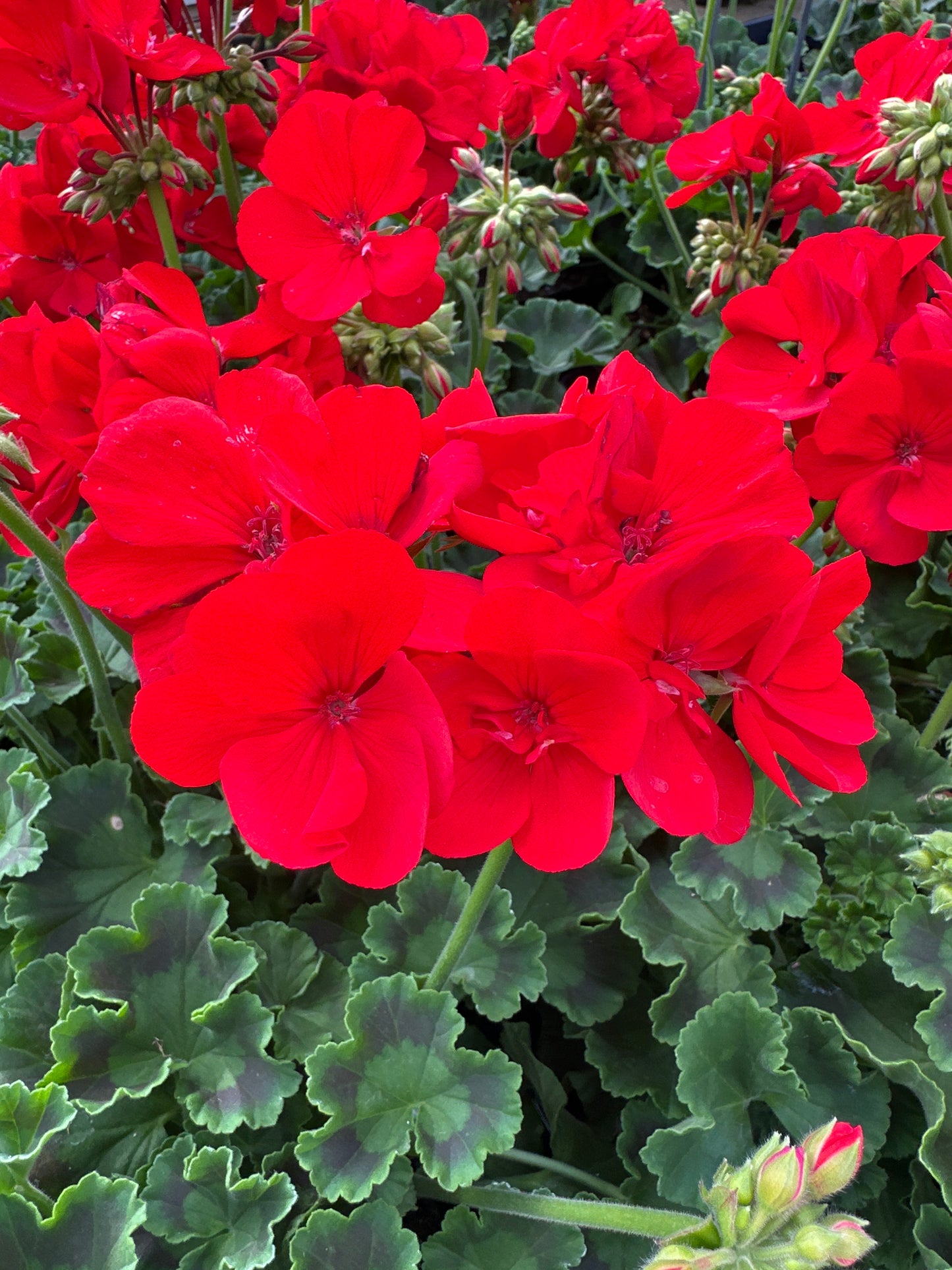 GERANIUM DYNAMO SCARLET - 4" POT