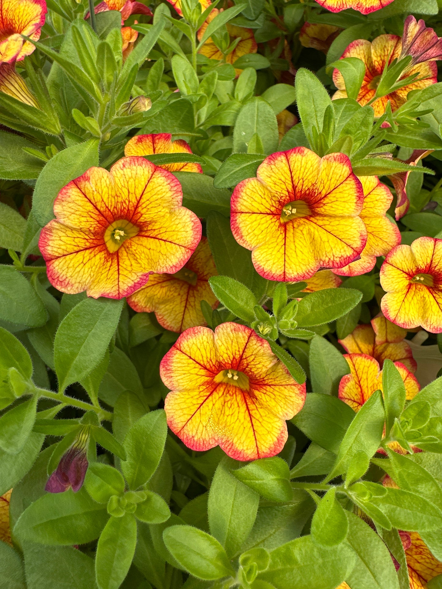 CALIBRACHOA MINIFAMOUS UNO EMBER ECLIPSE - 10'' HANGING BASKET