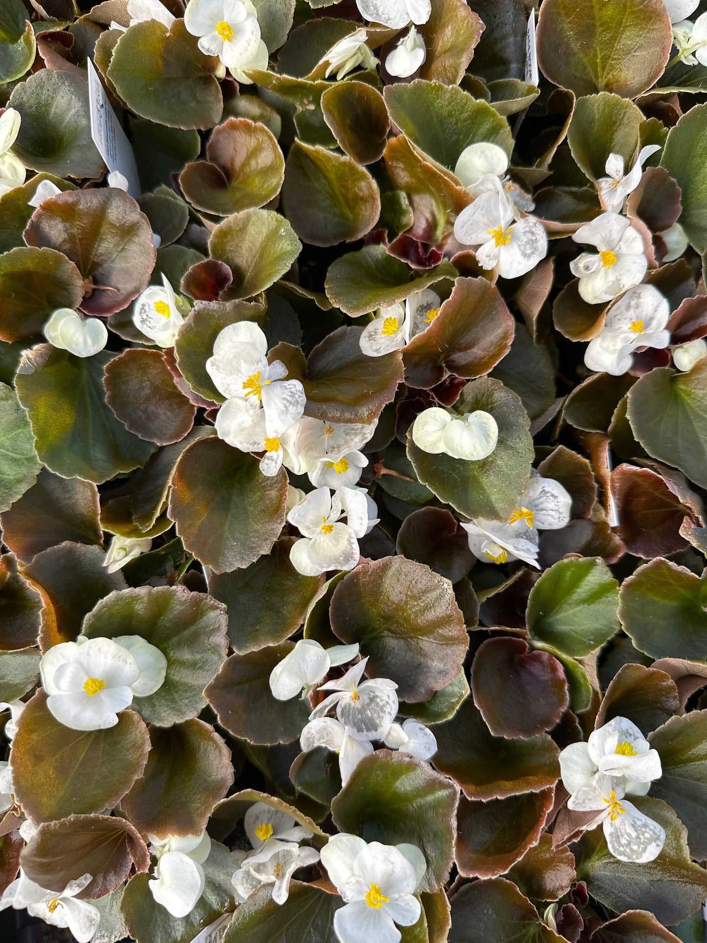 BEGONIA BADA BOOM WHITE - FLAT OF 48 PLANTS