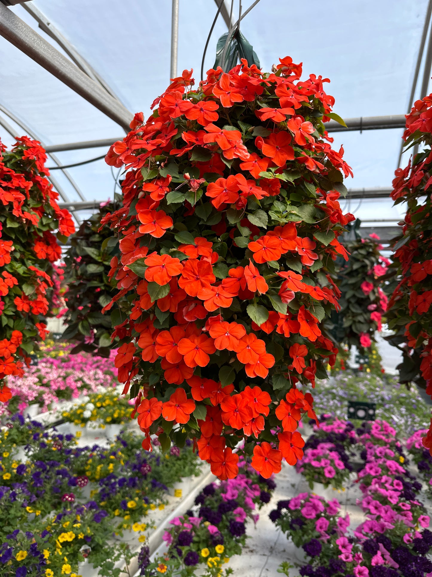 IMPATIENS BEACON ORANGE - FLOWER BAG