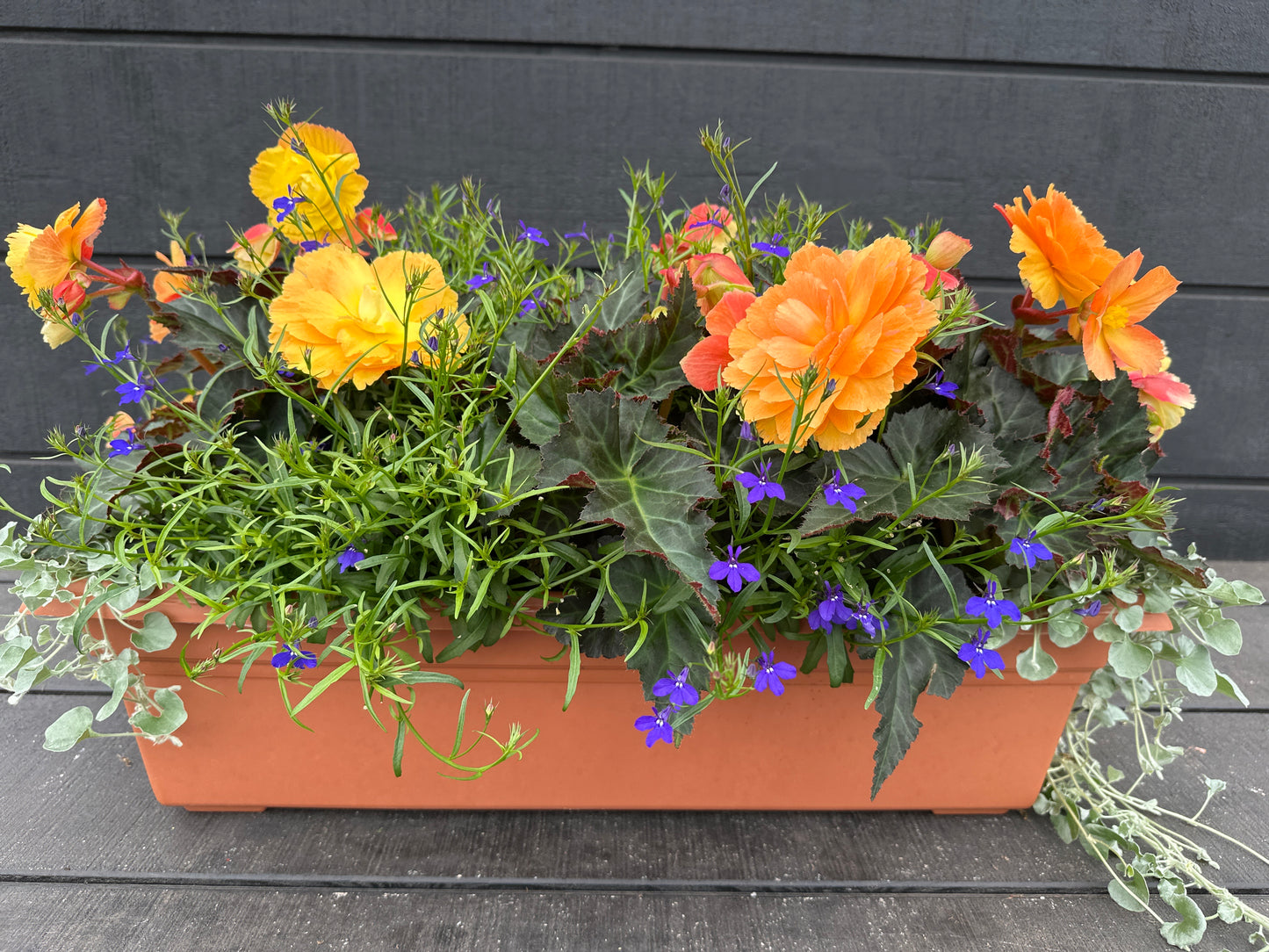 COMBO #16 - 24'' WINDOW BOX