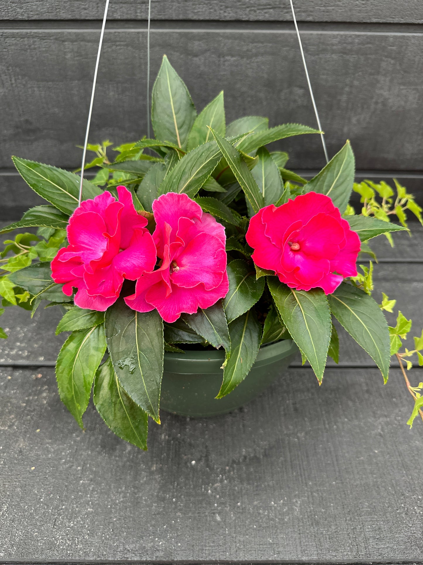 BASKET #35 - 10'' HANGING BASKET