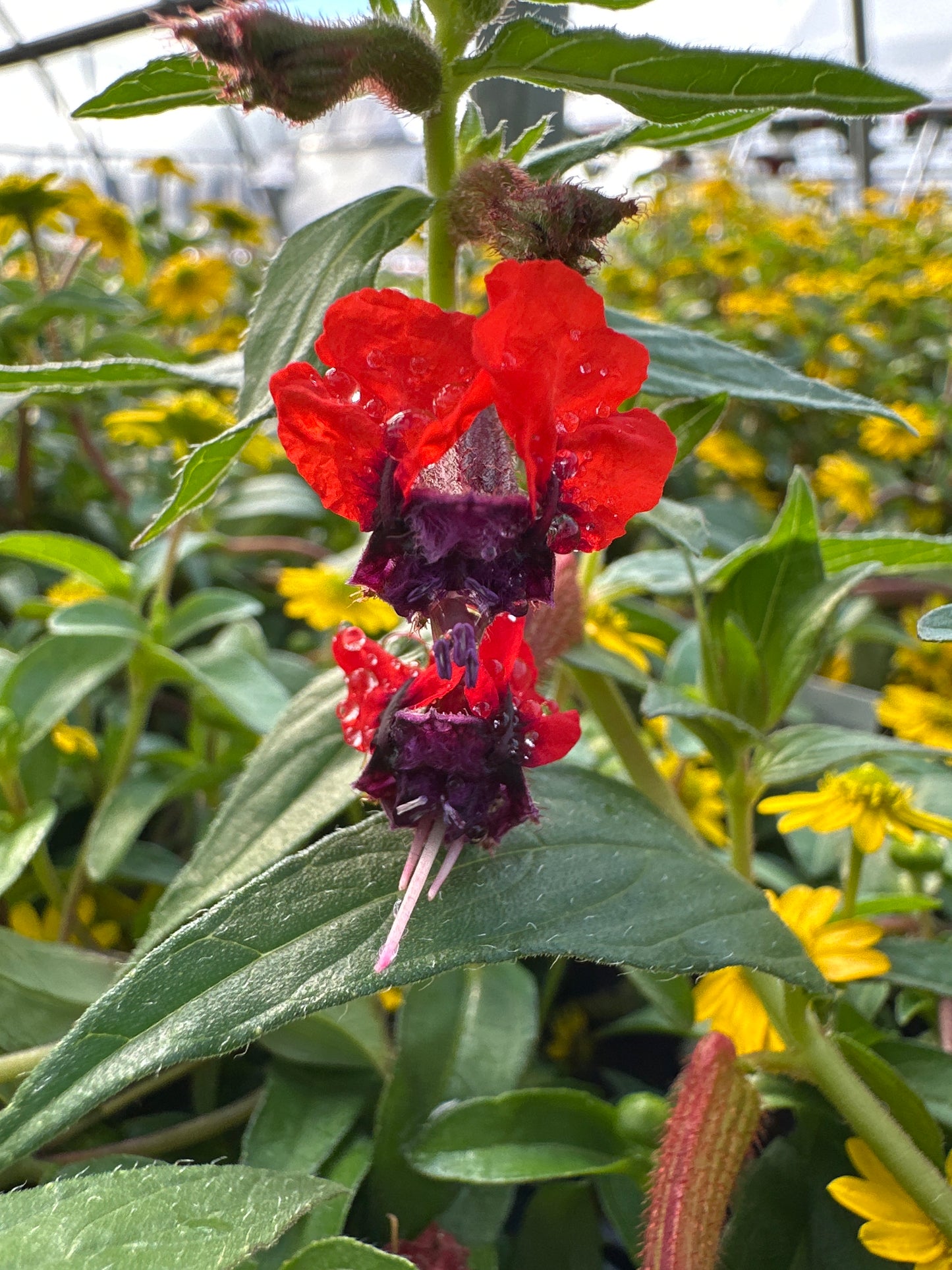 CUPHEA BAT FACE - 4" POT