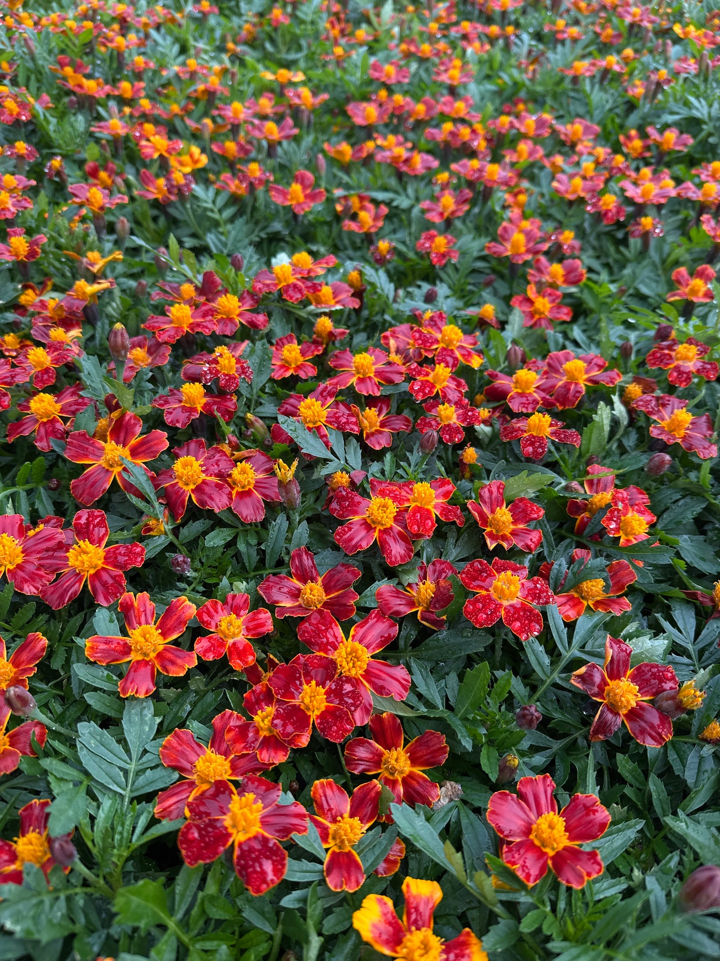 MARIGOLD DISCO RED - FLAT OF 48 PLANTS