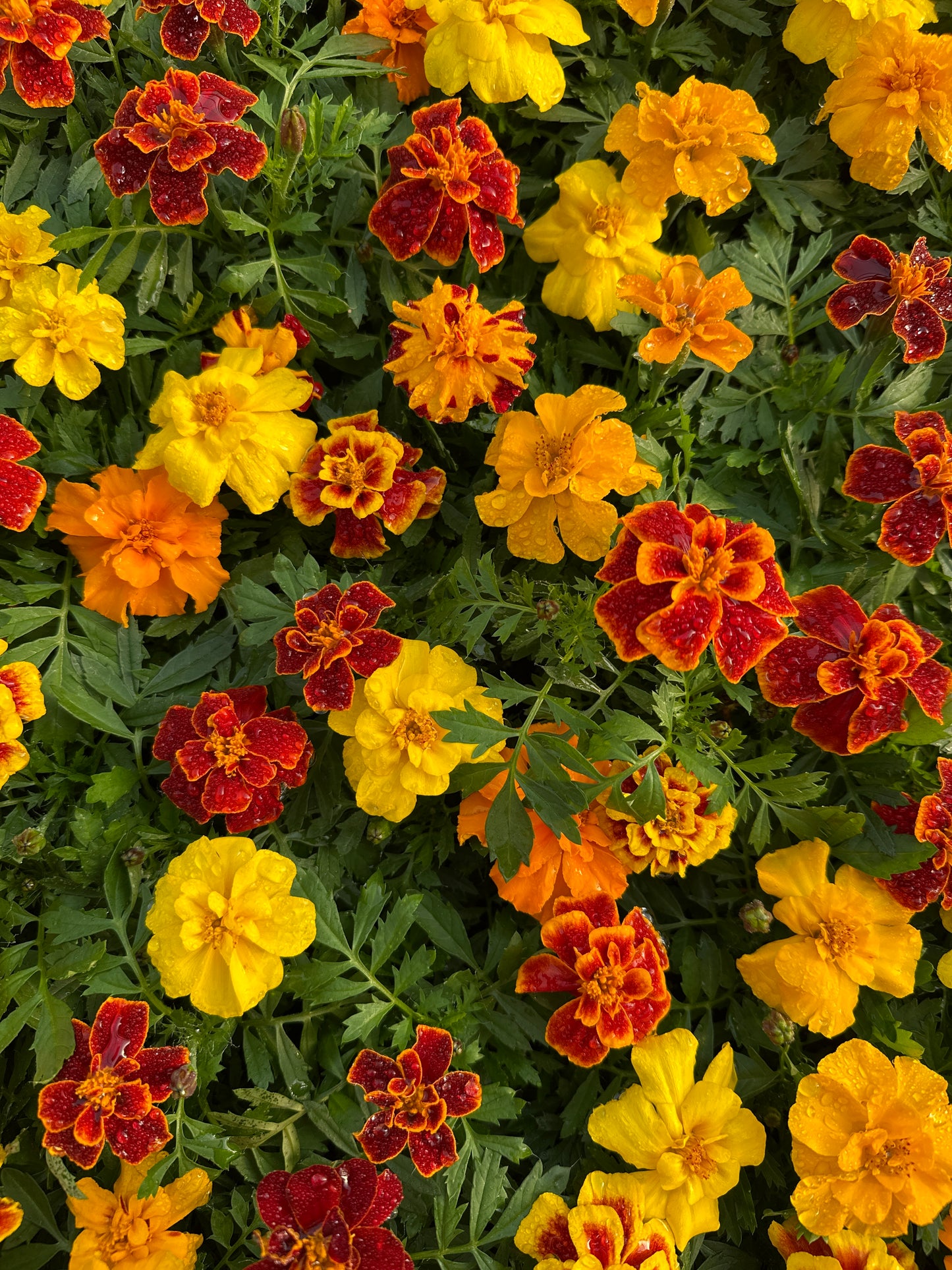 MARIGOLD SAFARI MIX - FLAT OF 48 PLANTS