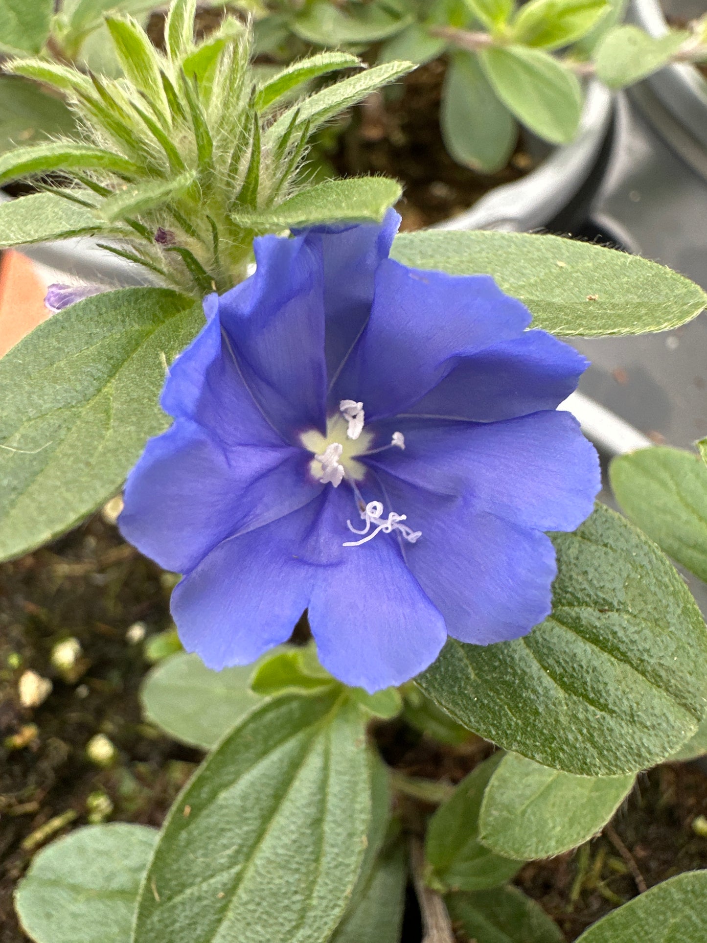 EVOLVULUS BLUE MY MIND XL - QUART POT