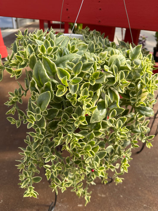 DOROTHEANTHUS MEZOO TRAILING RED - 10" HANGING BASKET