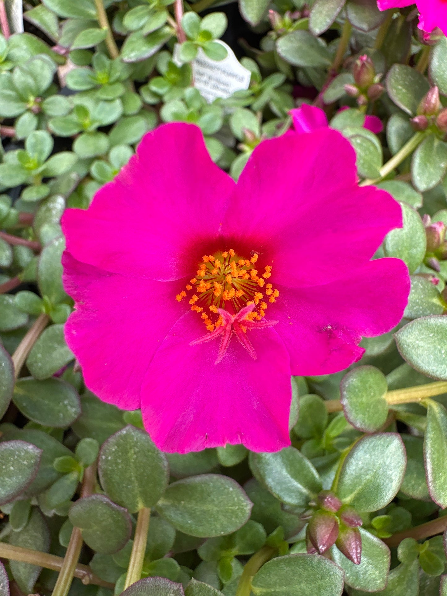 PORTULACA MEGA PAZZAZ PURPLE - 4" POT
