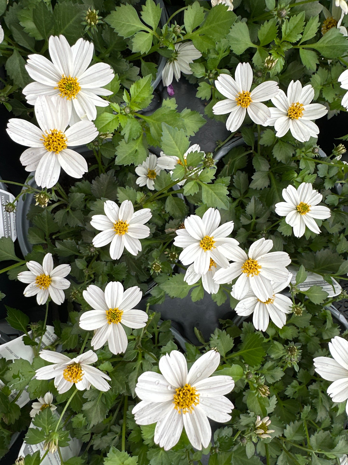 BIDENS CAMPFIRE MARSHMALLOW - QUART POT