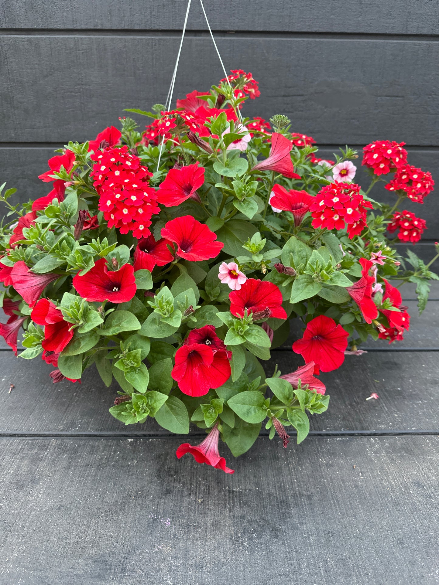 COMBO GLAMOUR GIRL - 10'' HANGING BASKET