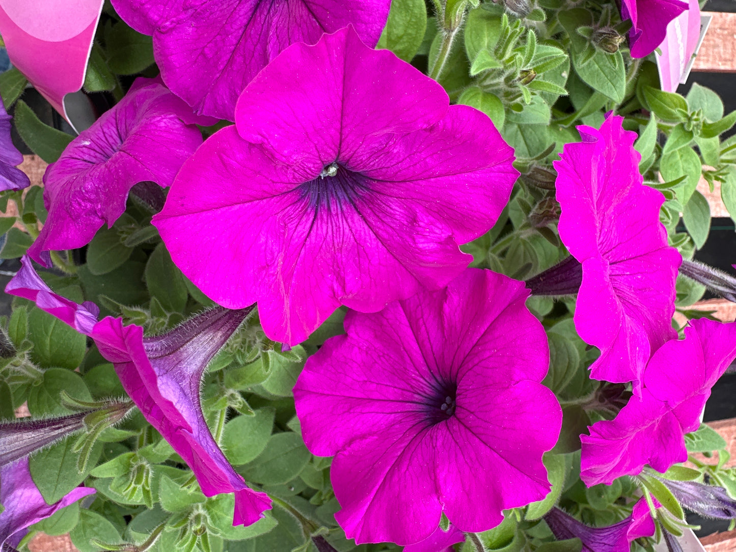 PETUNIA EASY WAVE VIOLET - JUMBO 6 PACK