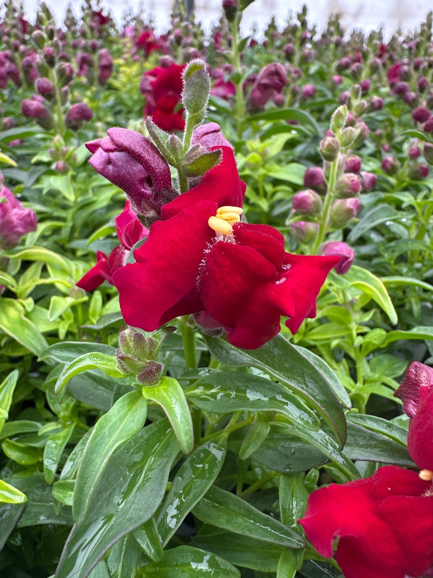 SNAPDRAGON SNAPSHOT RED - FLAT OF 48 PLANTS