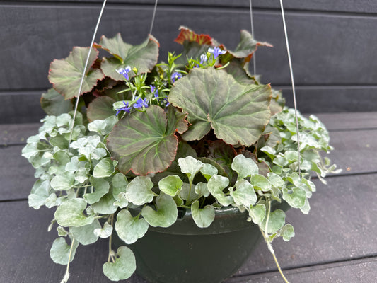 BASKET #3 - 12'' HANGING BASKET