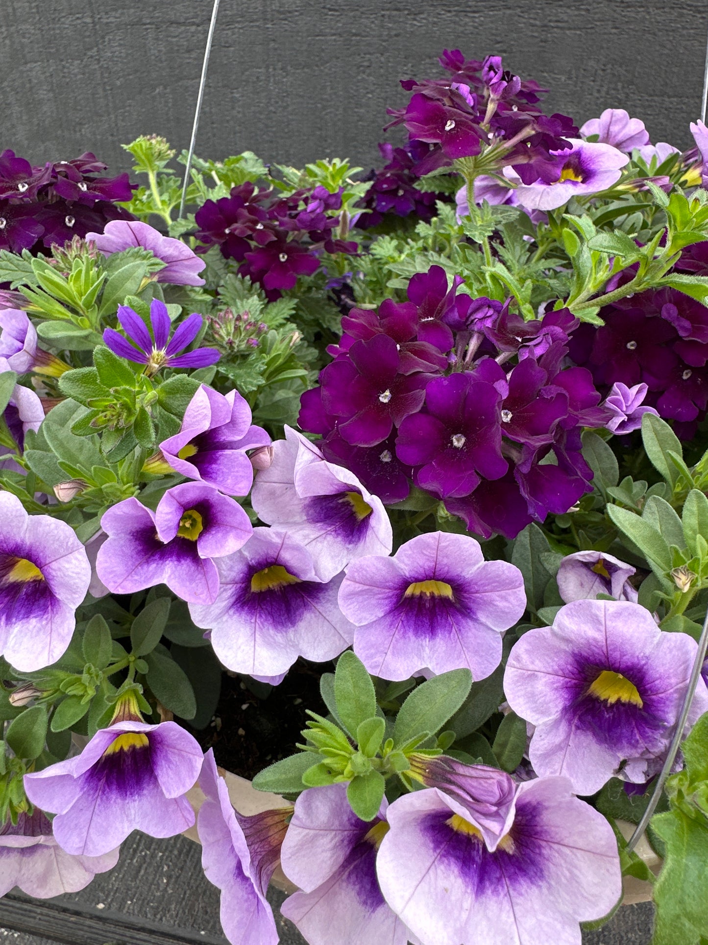 BASKET #58 - 10'' HANGING BASKET