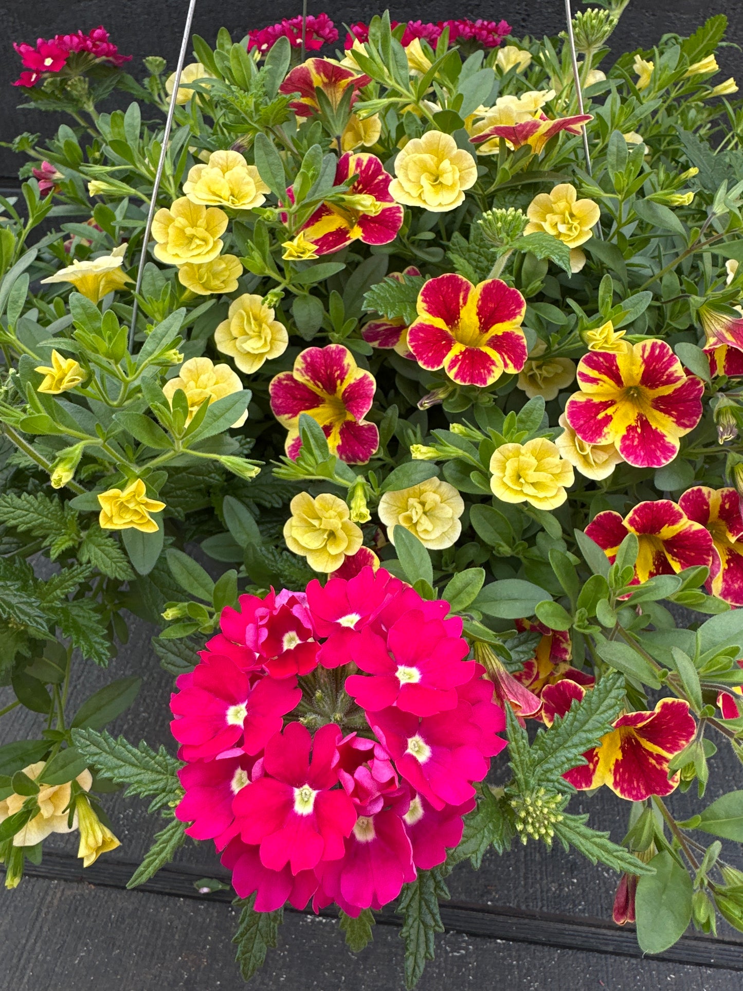 COMBO SWIRLING SHUFFLE - 10'' HANGING BASKET