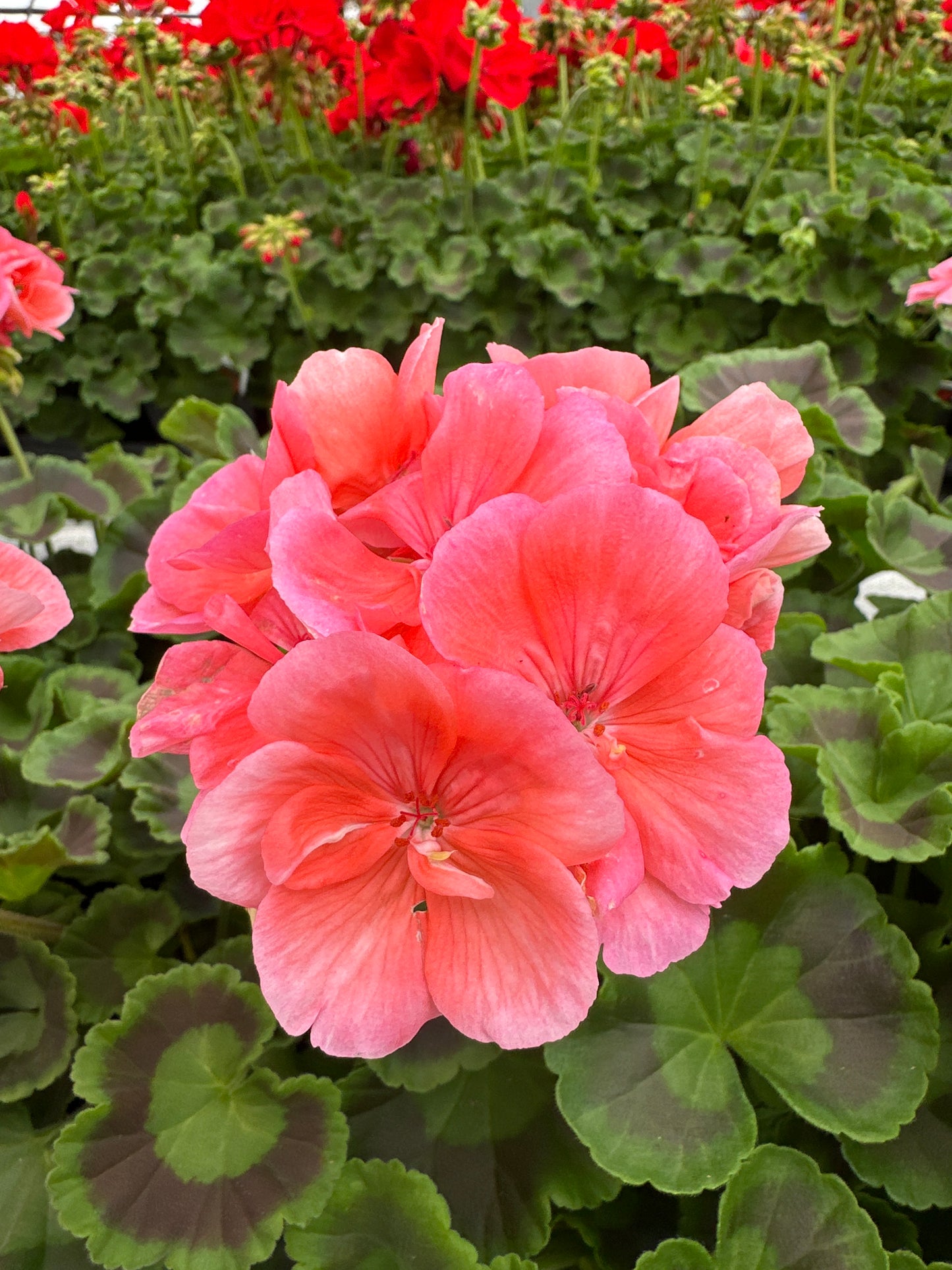GERANIUM DYNAMO SALMON - 4" POT