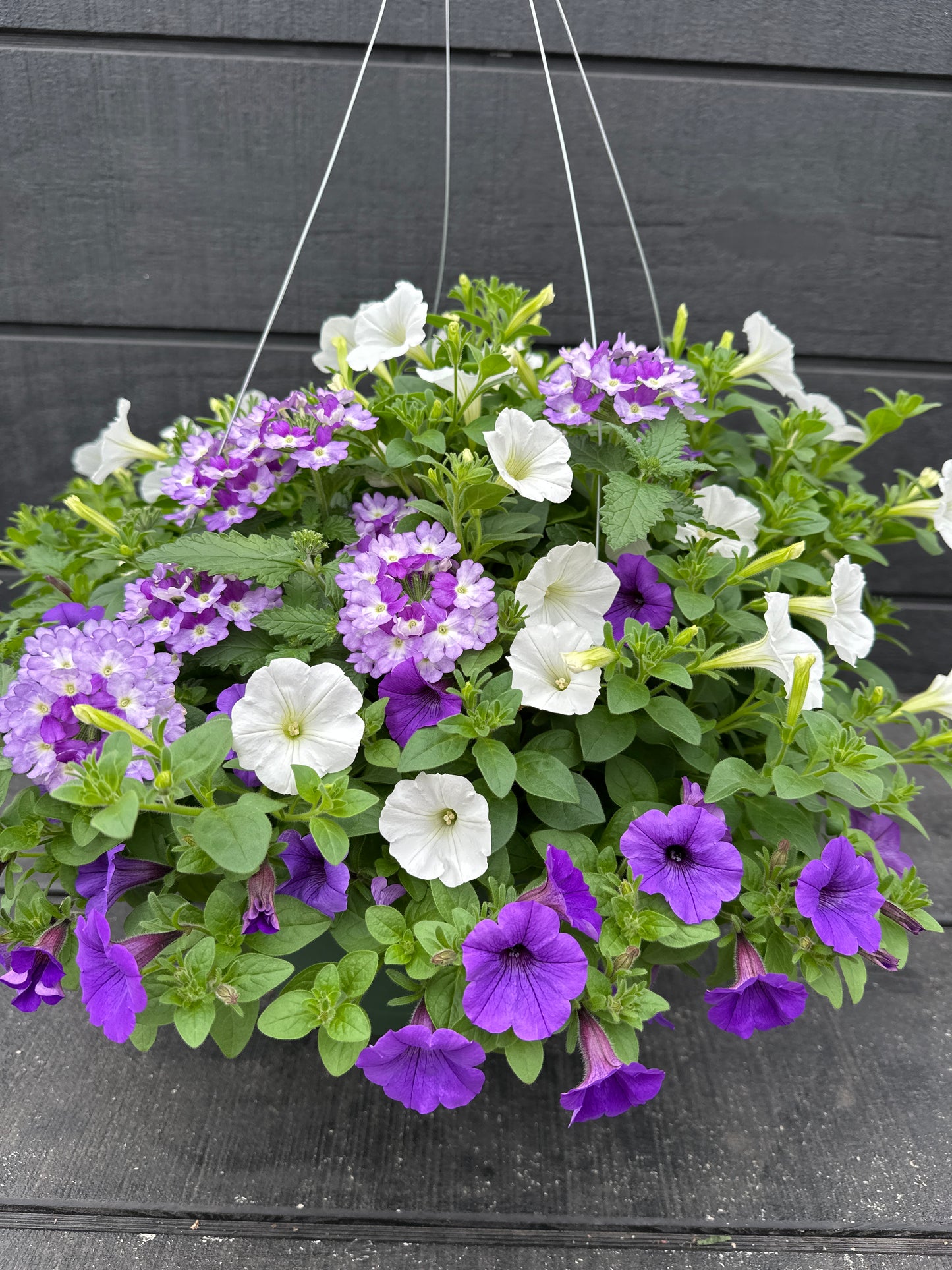 COMBO MY CRUSH - 12" HANGING BASKET