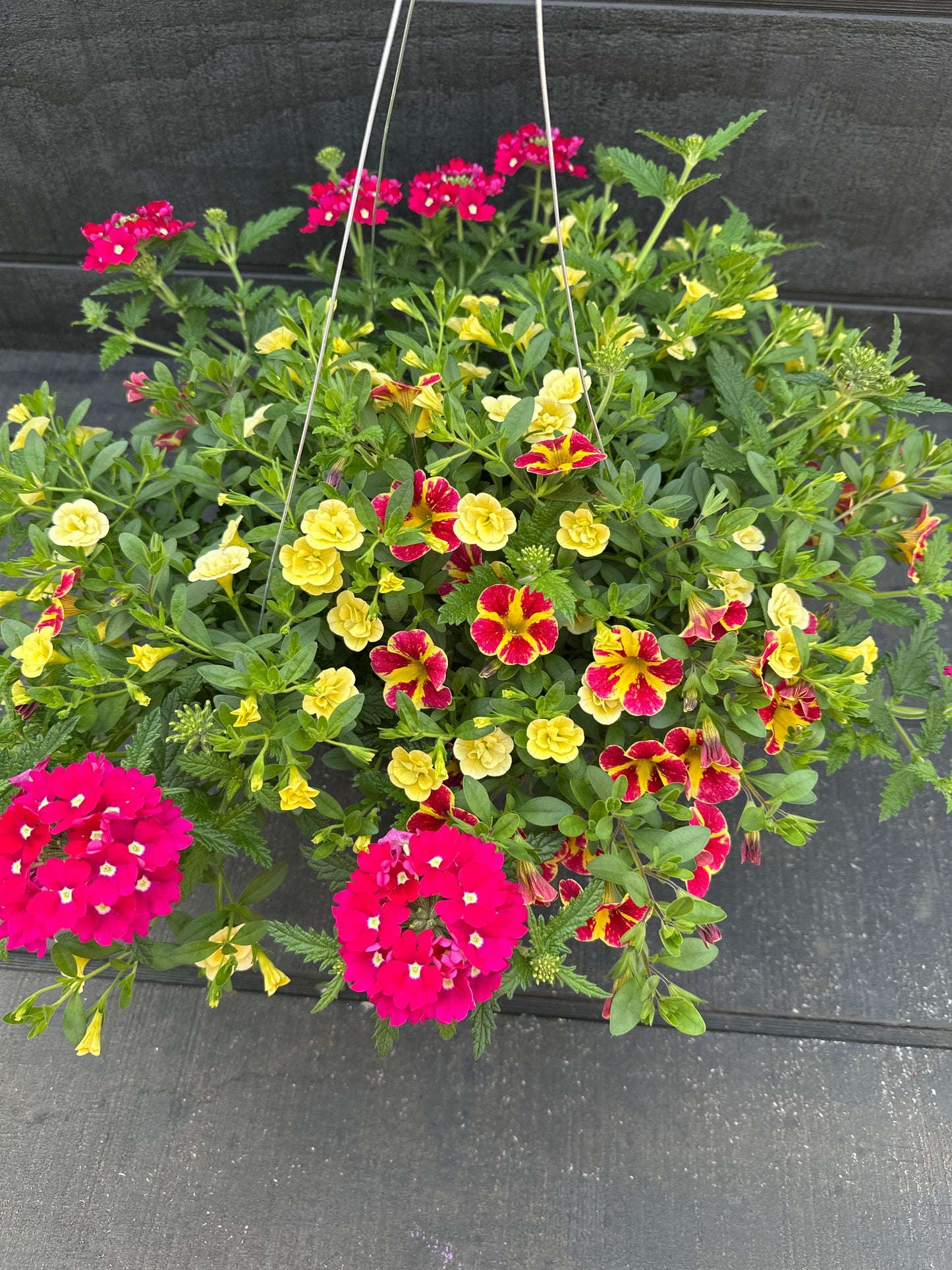 COMBO SWIRLING SHUFFLE - 10'' HANGING BASKET