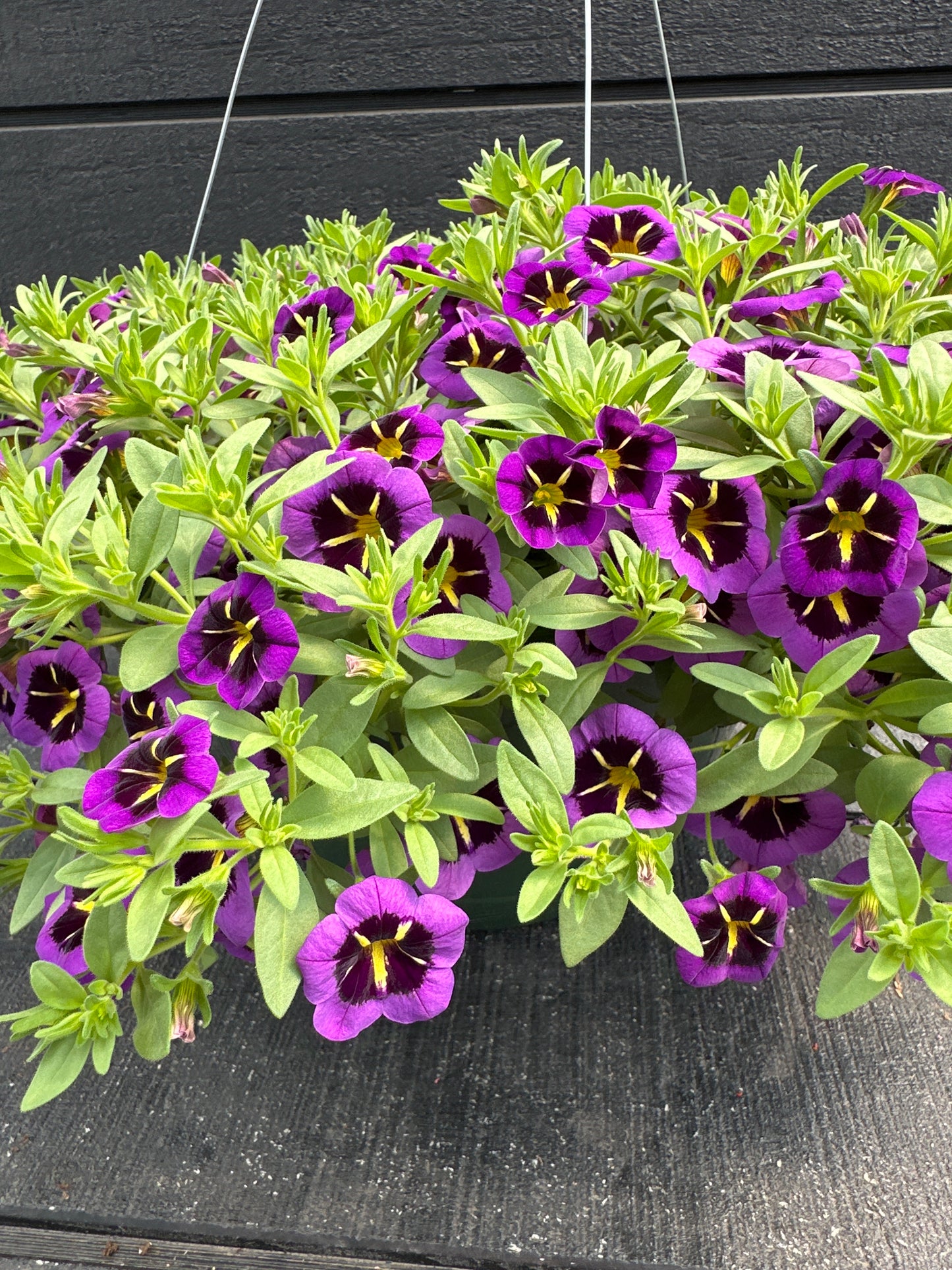 CALIBRACHOA CABARET MIDNIGHT KISS - 10'' HANGING BASKET