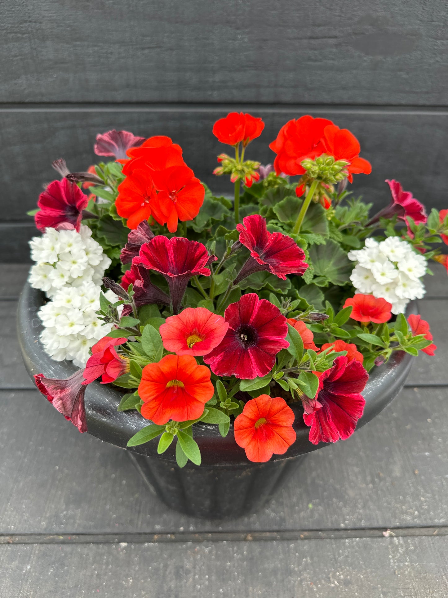 COMBO #55 - 12'' POT