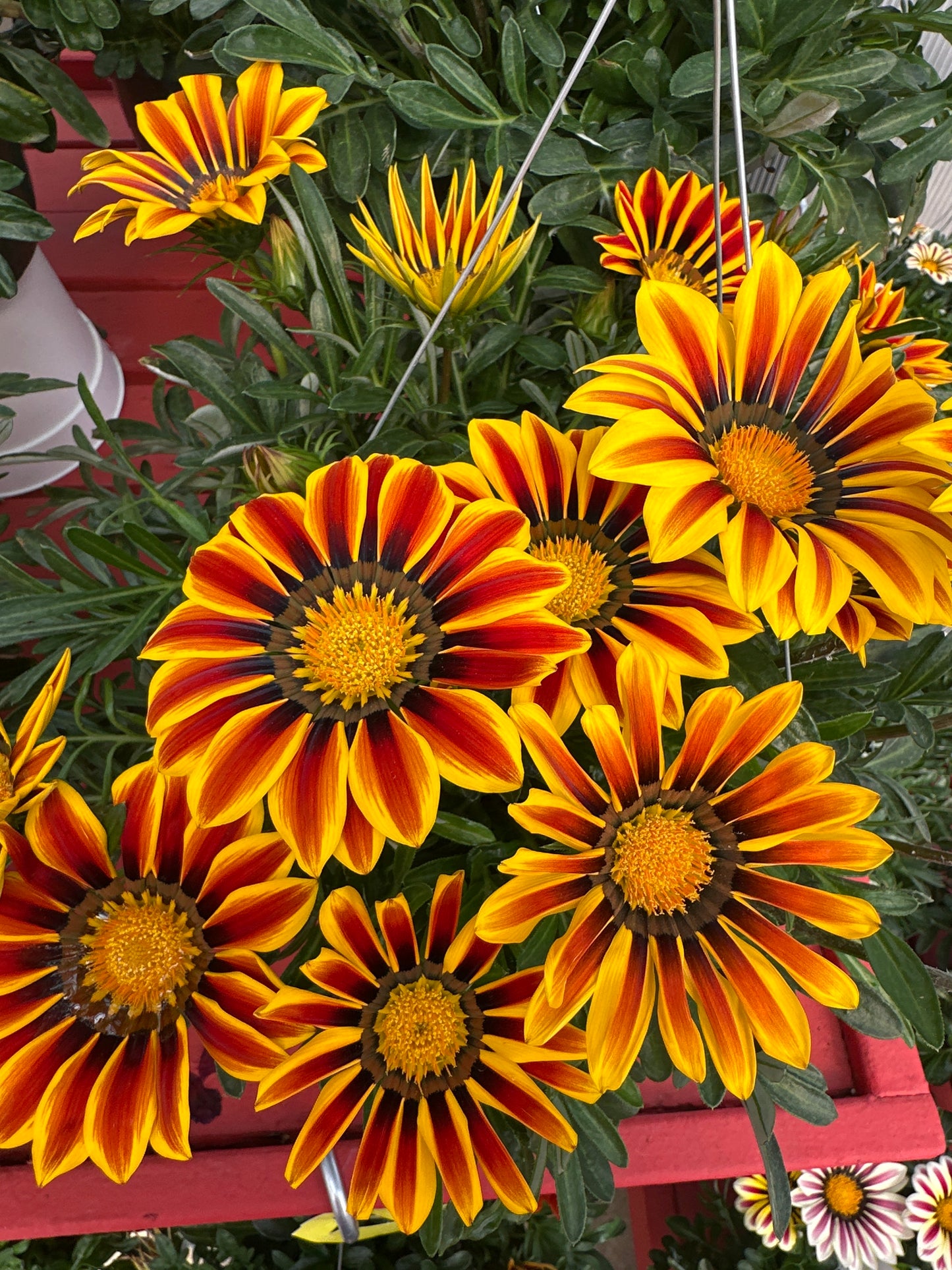 GAZANIA BIG KISS YELLOW FLAME - 8" HANGING BASKET