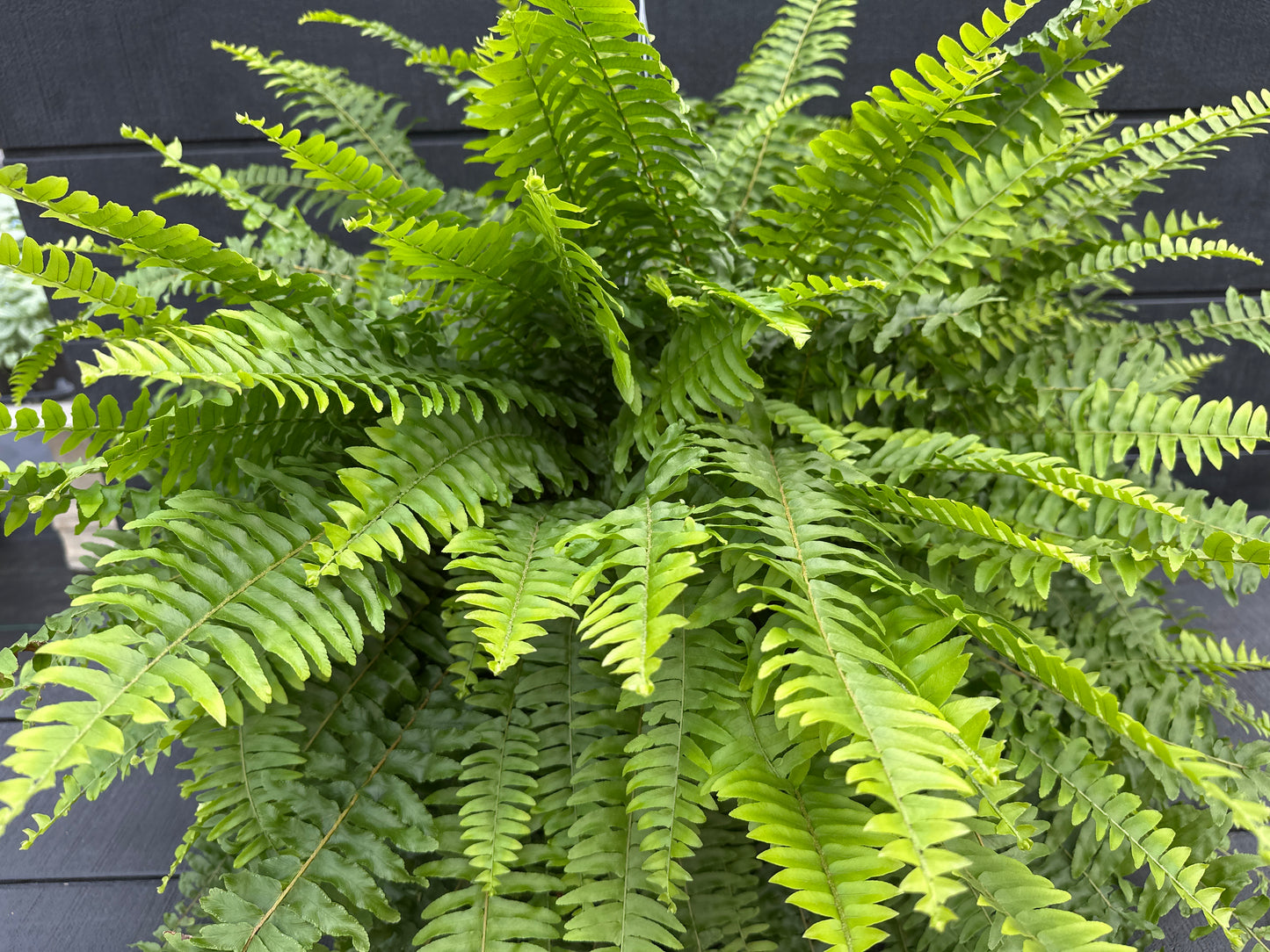 BOSTON FERN