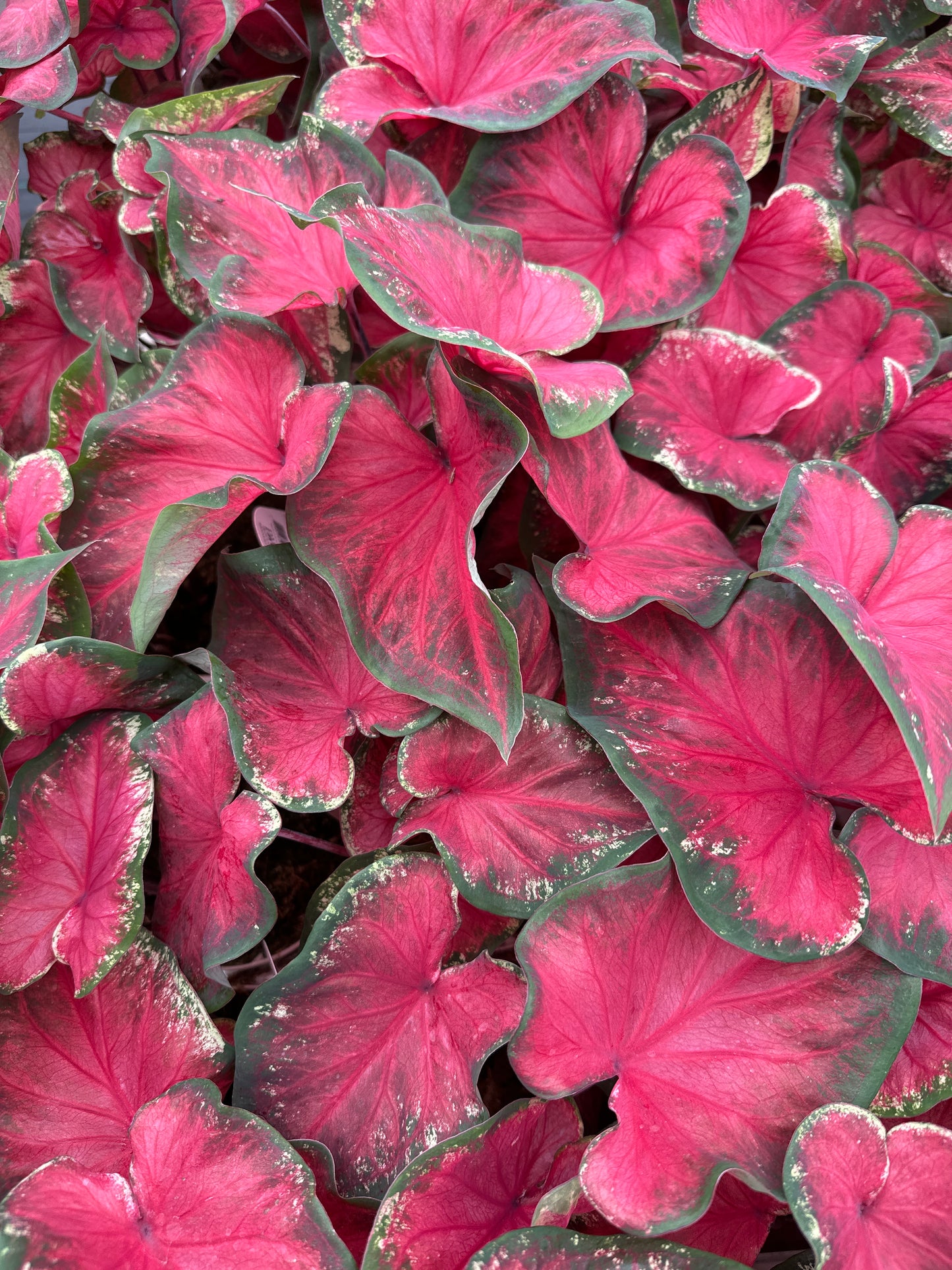 Heart to Heart Caladium