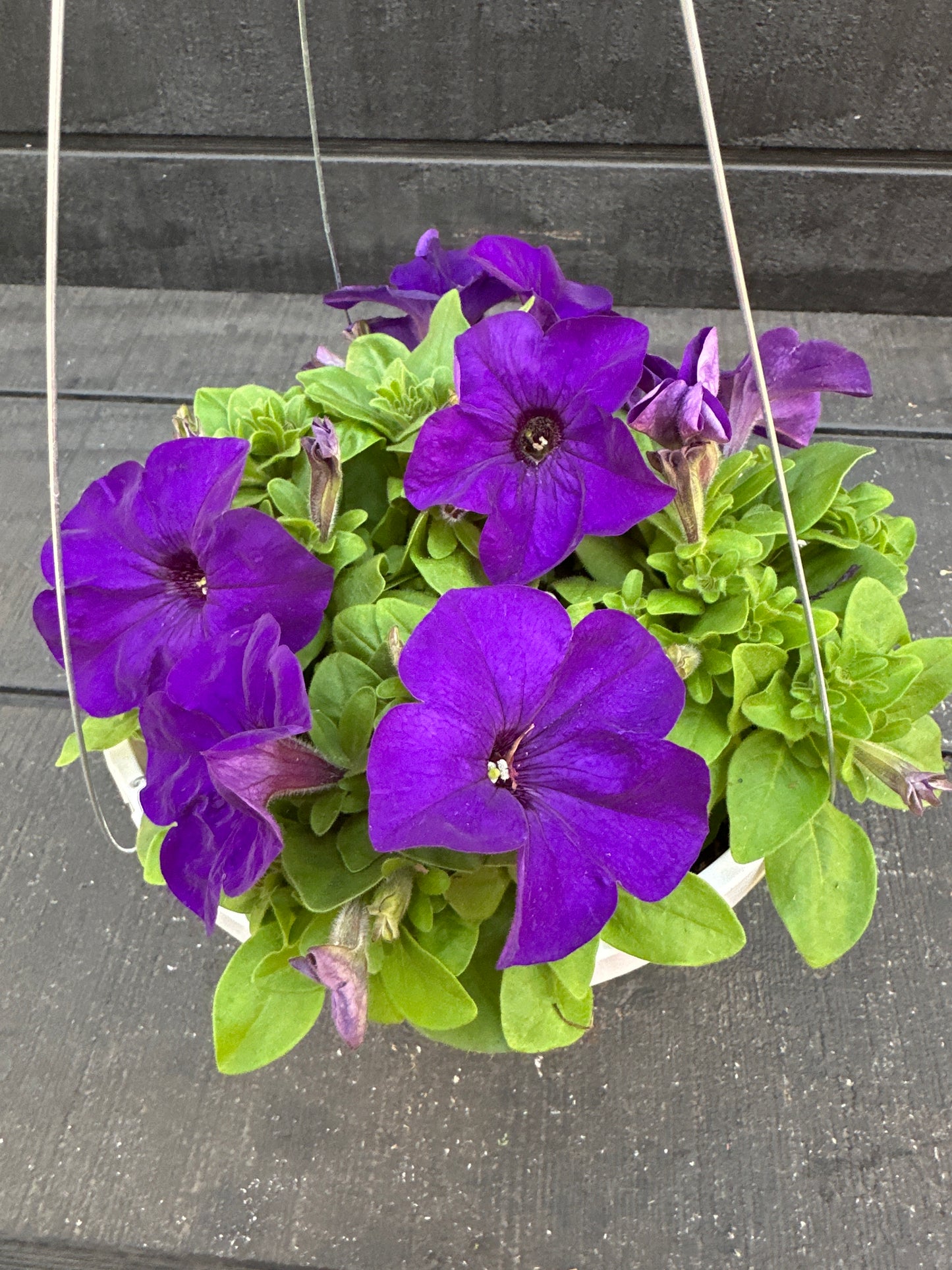 PETUNIA PRETTY GRAND MIDNIGHT - 8'' HANGING BASKET