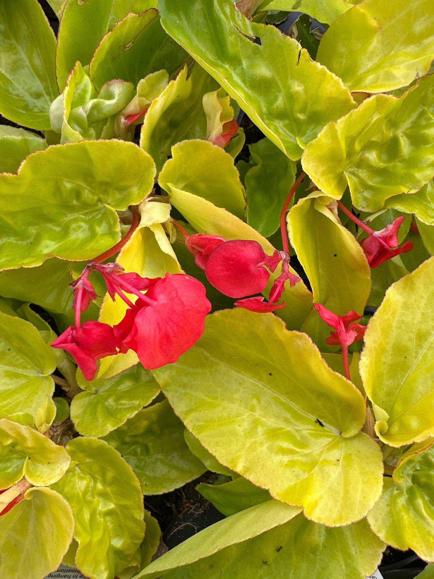 BEGONIA CANARY WINGS - 4" POT