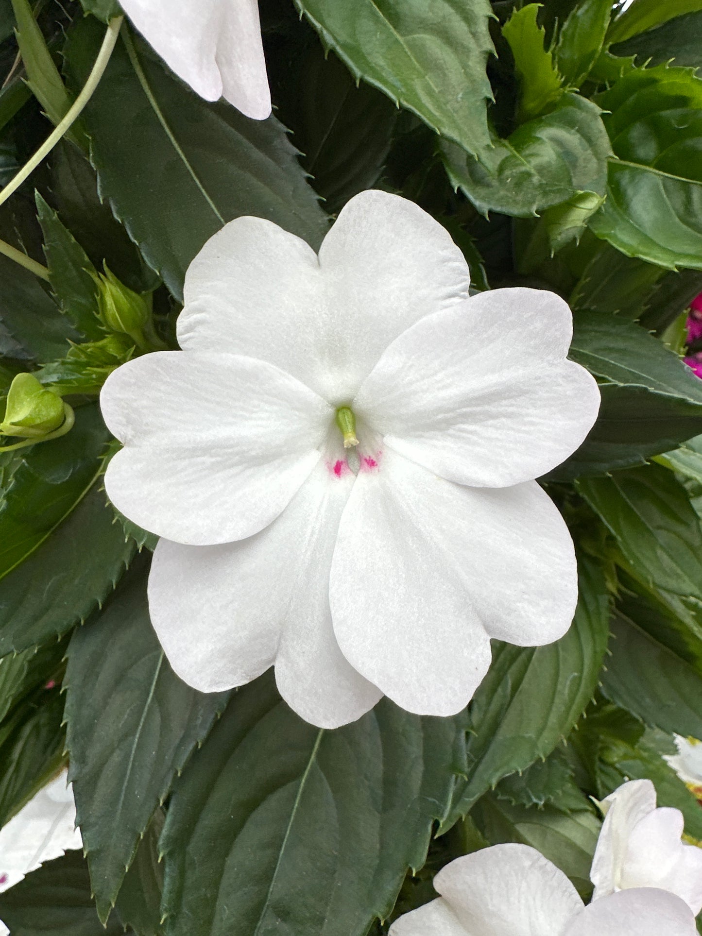 SUNPATIENS COMPACT WHITE - FLOWER BAG