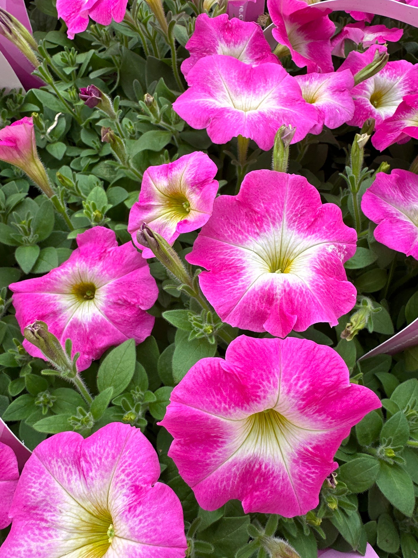 PETUNIA EASY WAVE ROSE MORN - JUMBO 6 PACK