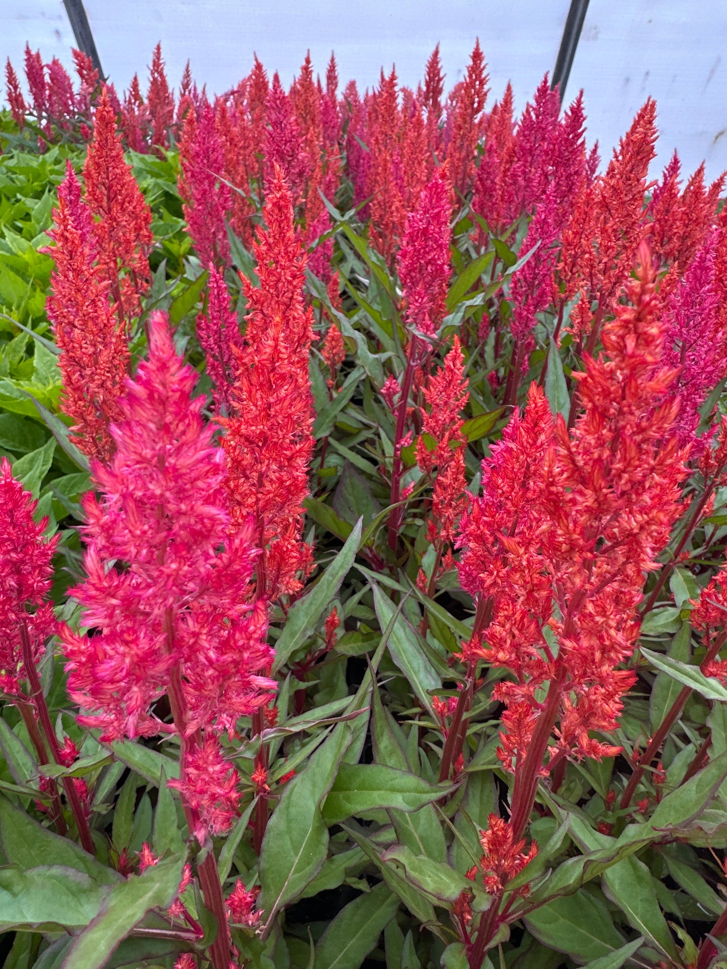 CELOSIA CENTURY SALMON PINK - JUMBO 6 PACK