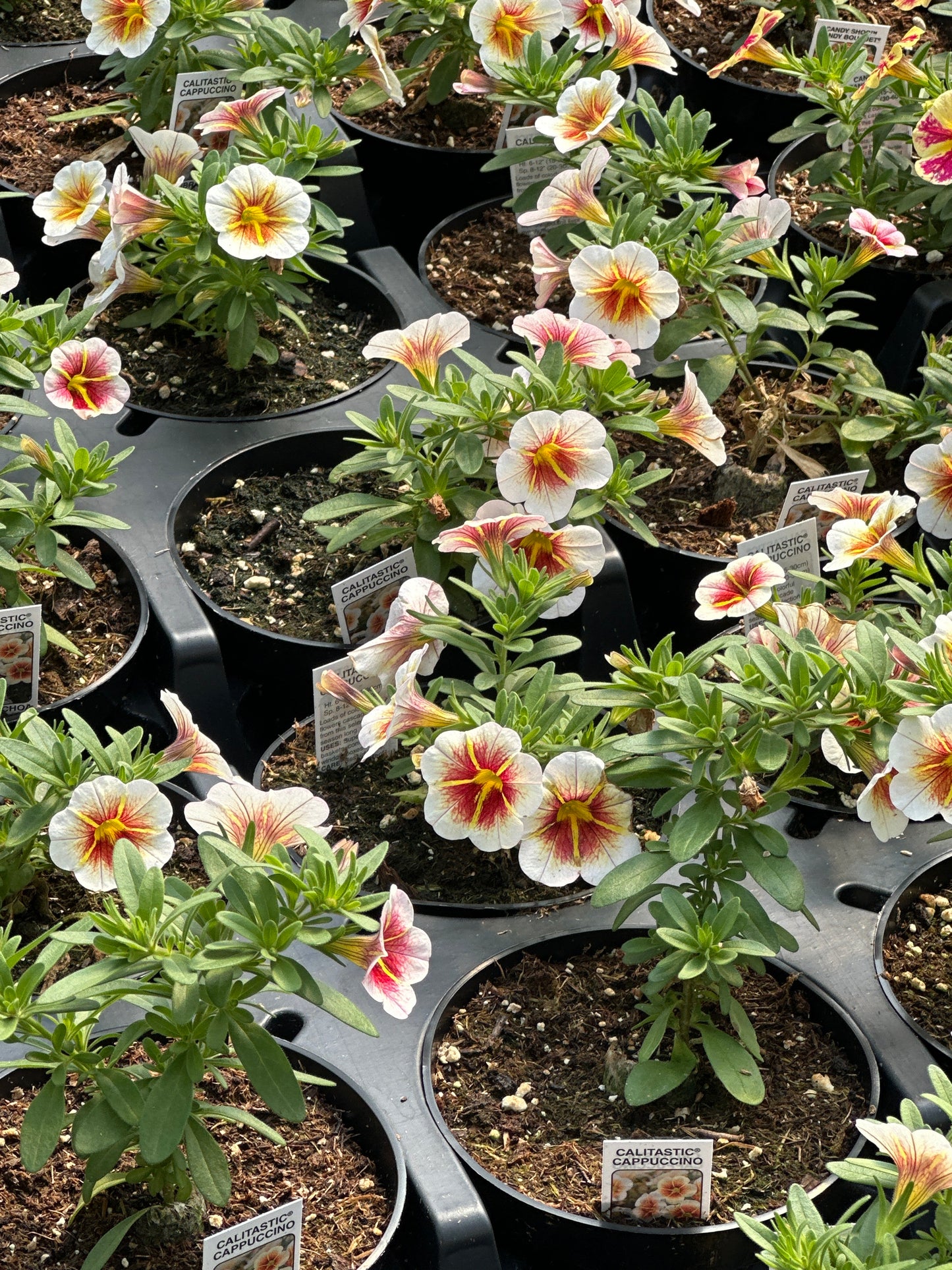 CALIBRACHOA CALITASTIC CAPPUCCINO - 4'' POT