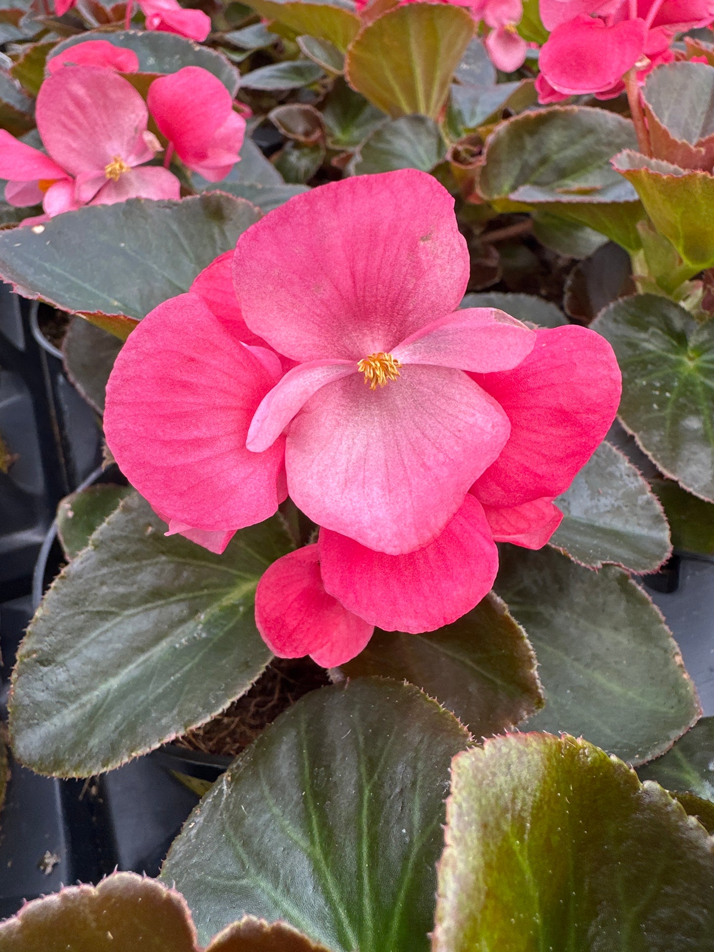 BEGONIA BIG ROSE BRONZE LEAF - 4'' POT