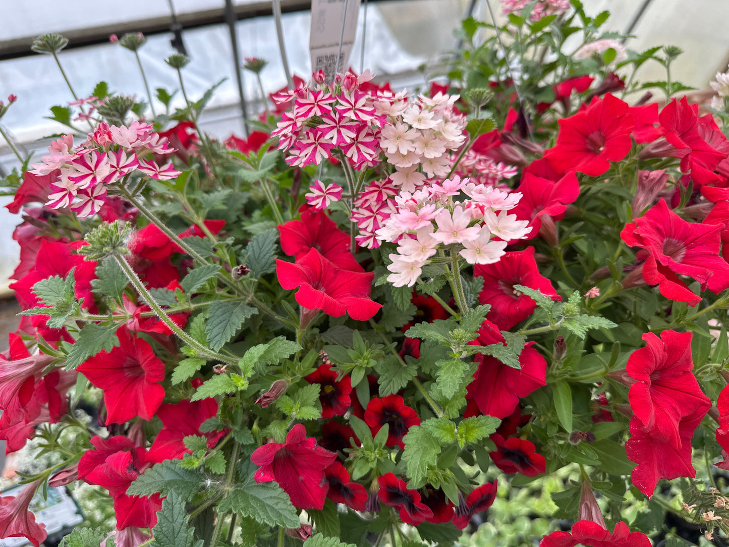 BASKET #55 - 10'' HANGING BASKET