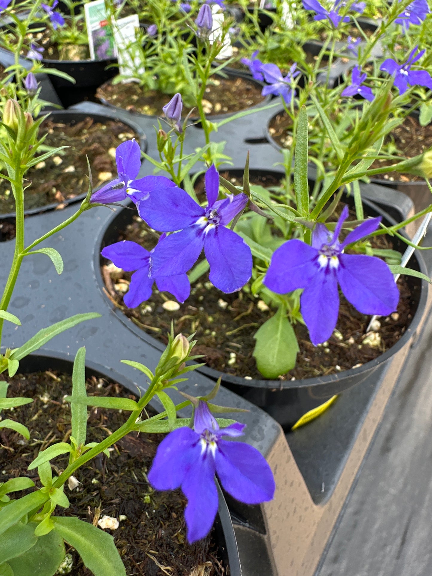 LOBELIA MAGADI BASKET DARK BLUE - 4'' POT