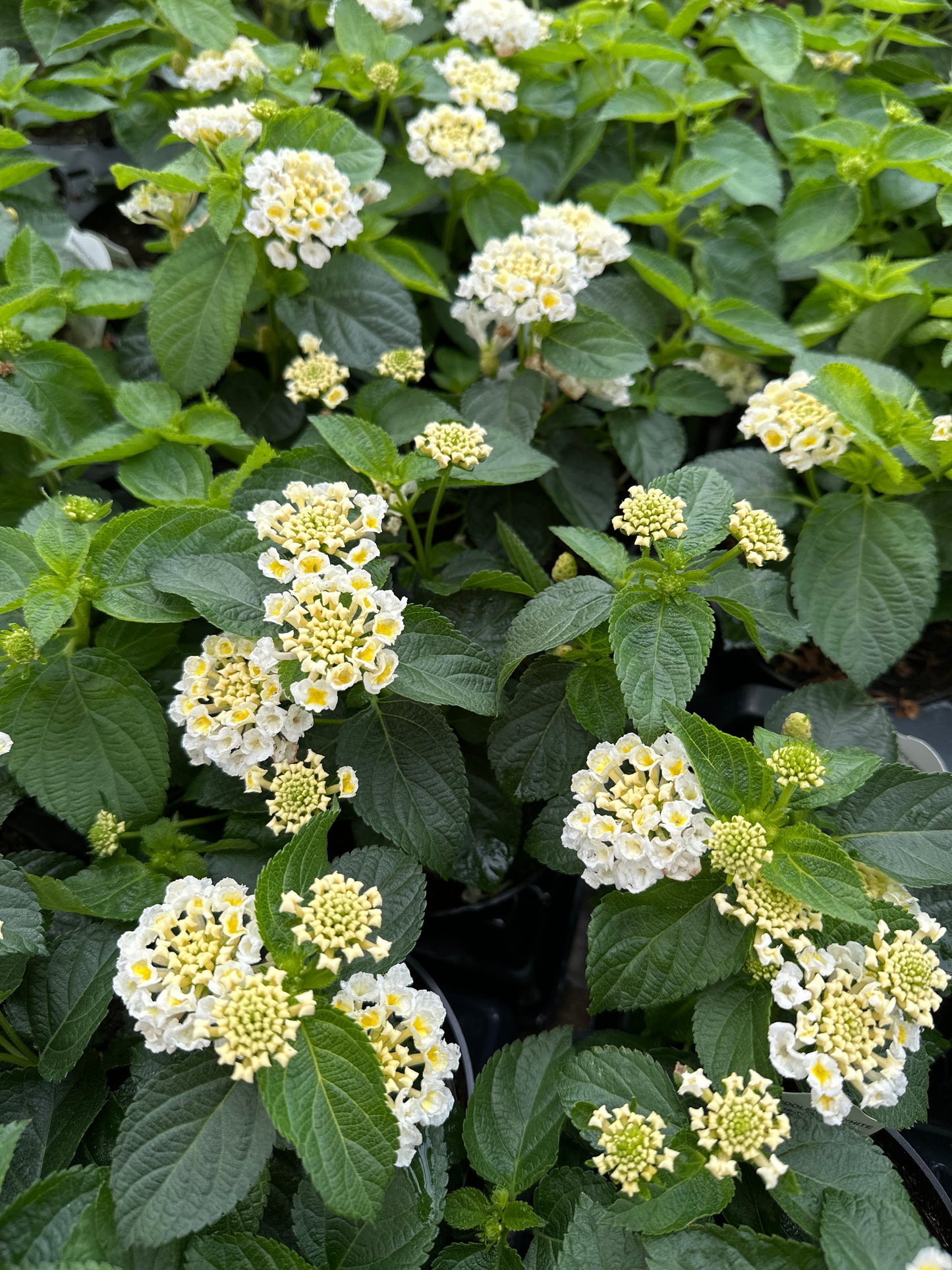 LANTANA BANDELERO WHITE - 4" POT