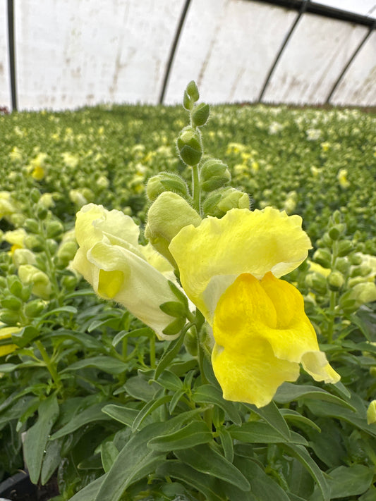 SNAPDRAGON SNAPSHOT YELLOW - FLAT OF 48 PLANTS