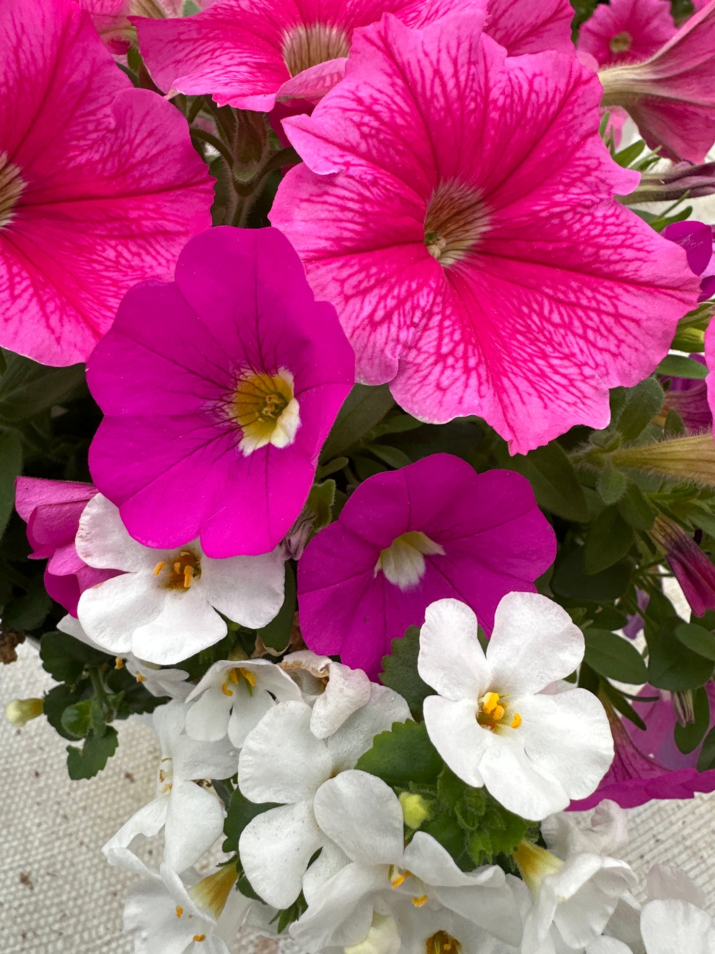 COMBO ROSE EVERYDAY - 6" POT