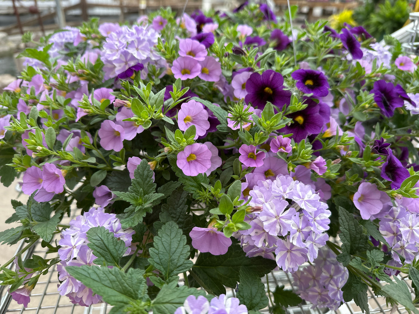 BASKET #23 - 10" HANGING BASKET