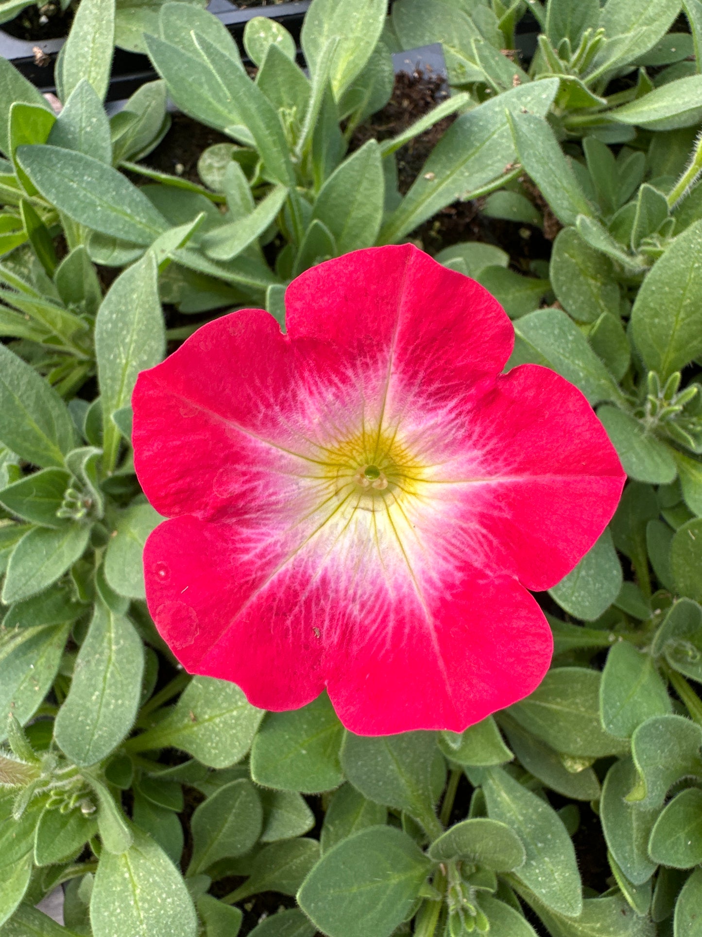 PETUNIA MADNESS RED MORN - FLAT OF 48 PLANTS