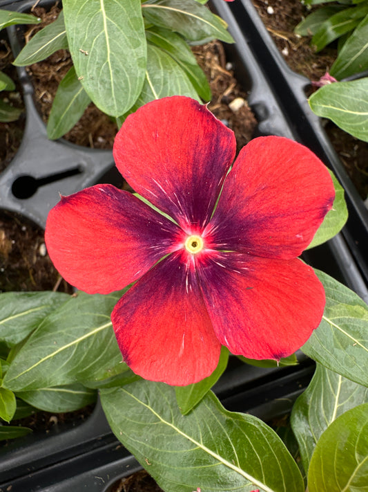 PERIWINKLE VINCA TATTOO TANGERINE - JUMBO 6 PACK