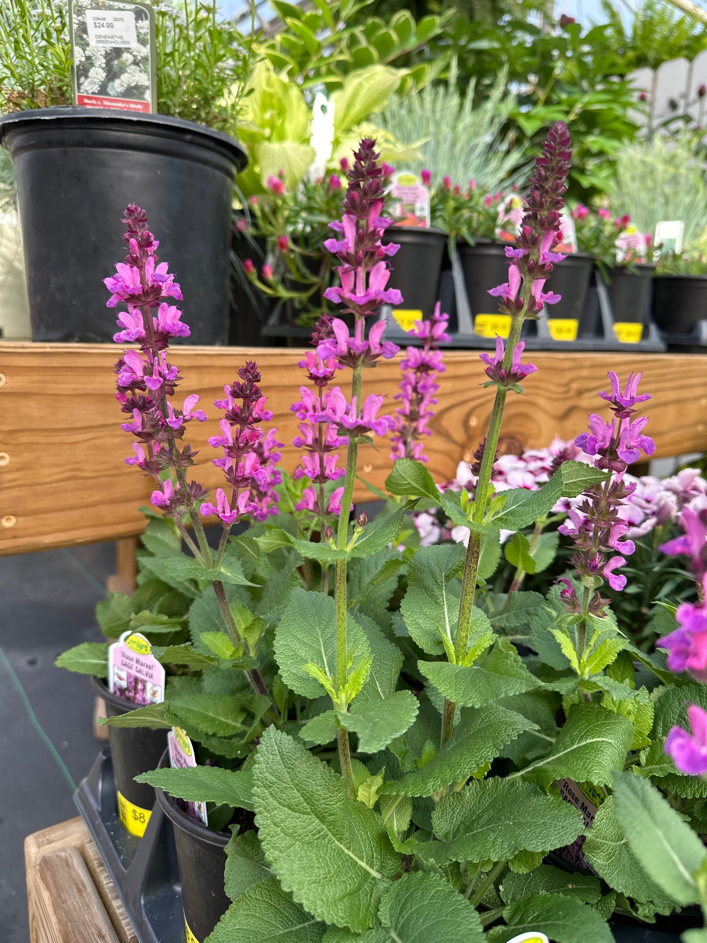 SALVIA ROSE MARVEL - QUART POT