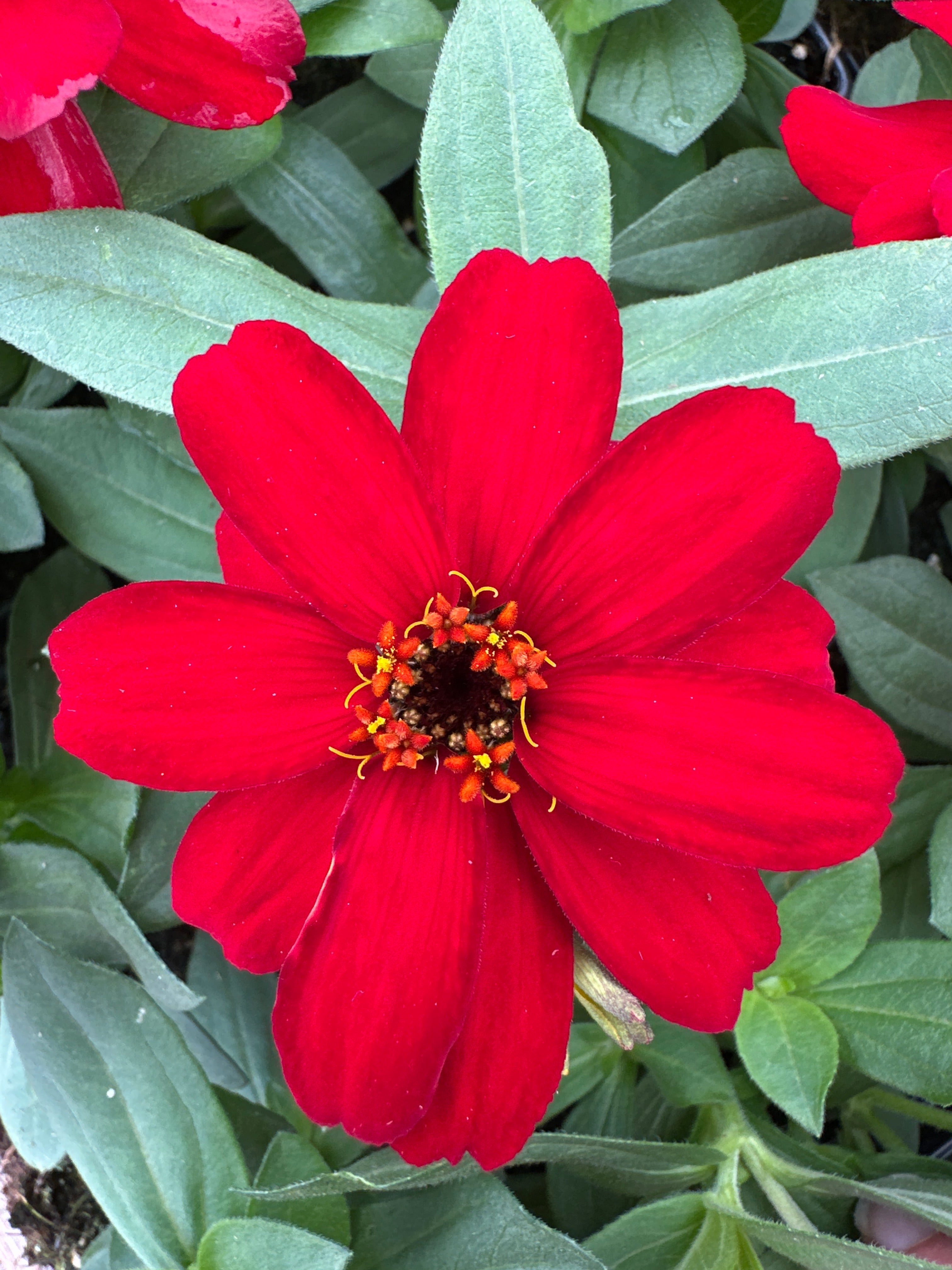 5086 kivi レッド　クリア　2個セット　 ZINNIA PROFUSION DOUBLE RED - JUMBO 6 PACK – Deneweth's Garden Center