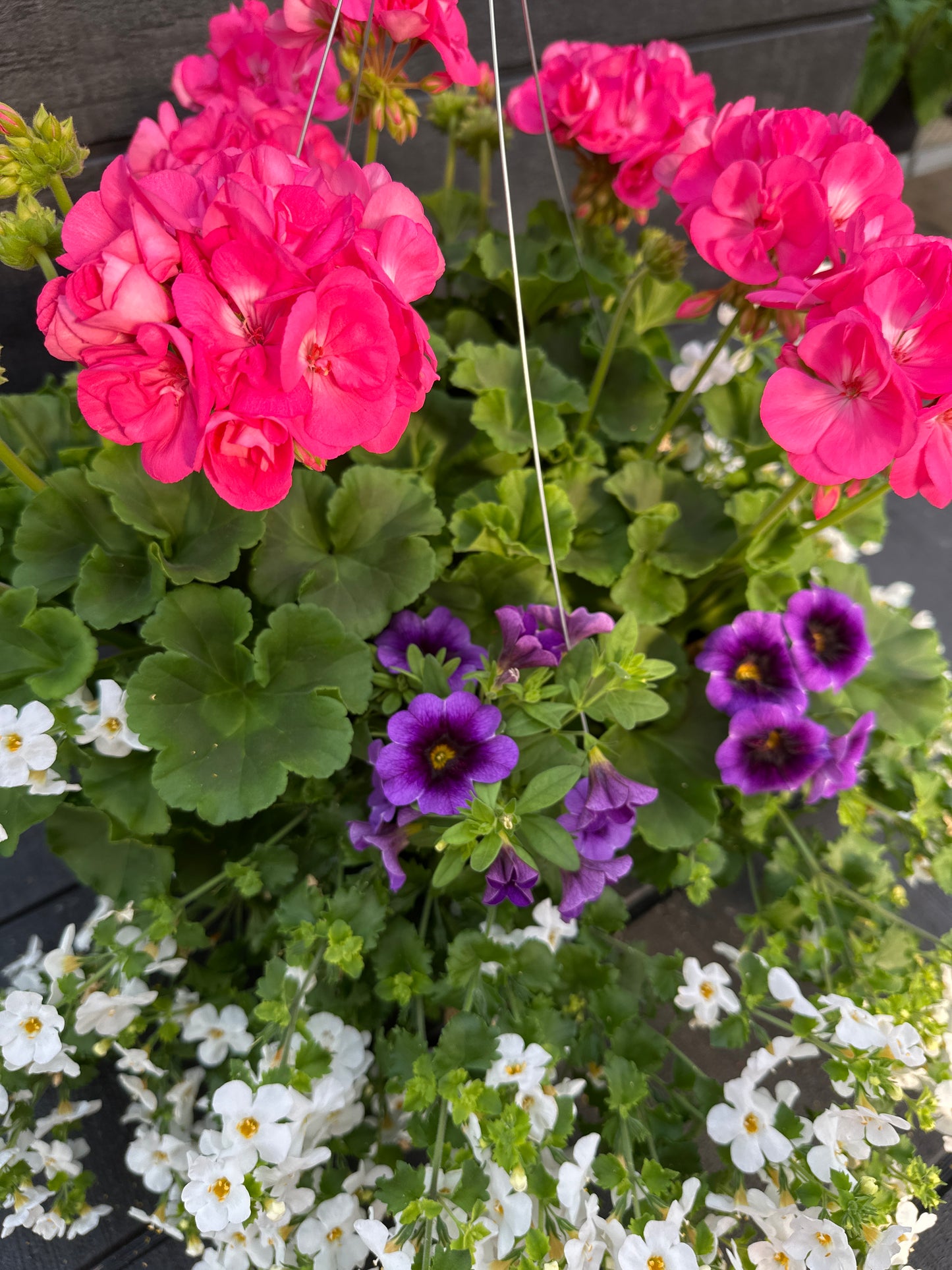 BASKET #12 - 12" HANGING BASKET