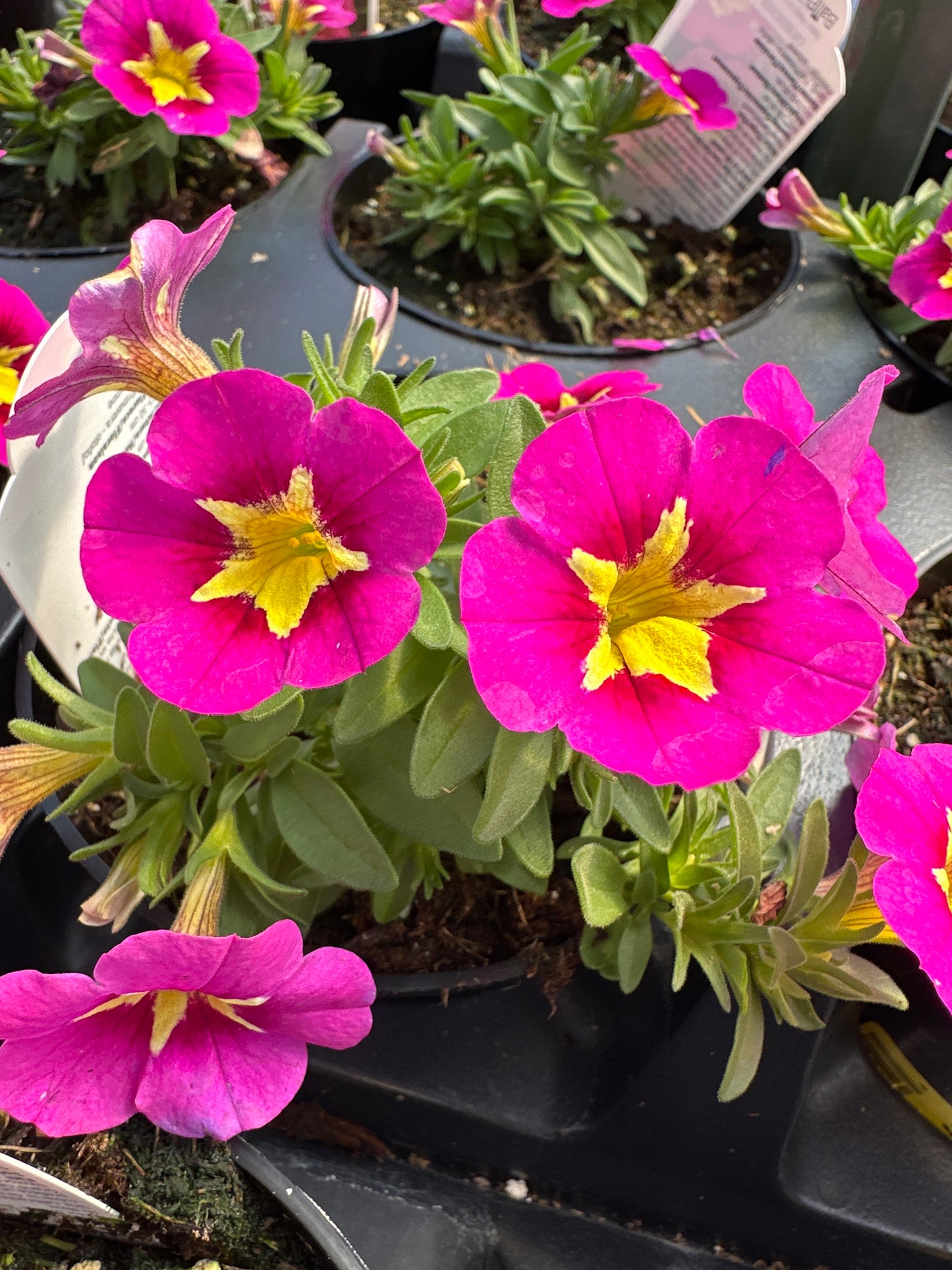CALIBRACHOA BUMBLE BEE HOT PINK - 4'' POT