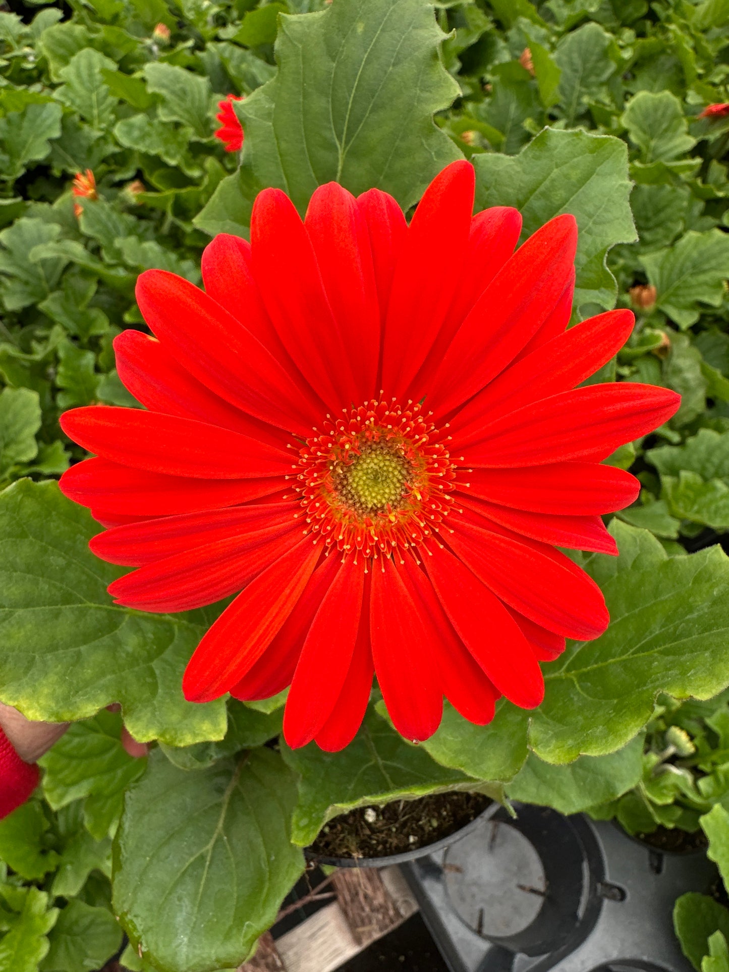 GERBERA JAGUAR DEEP ORANGE - 4'' POT