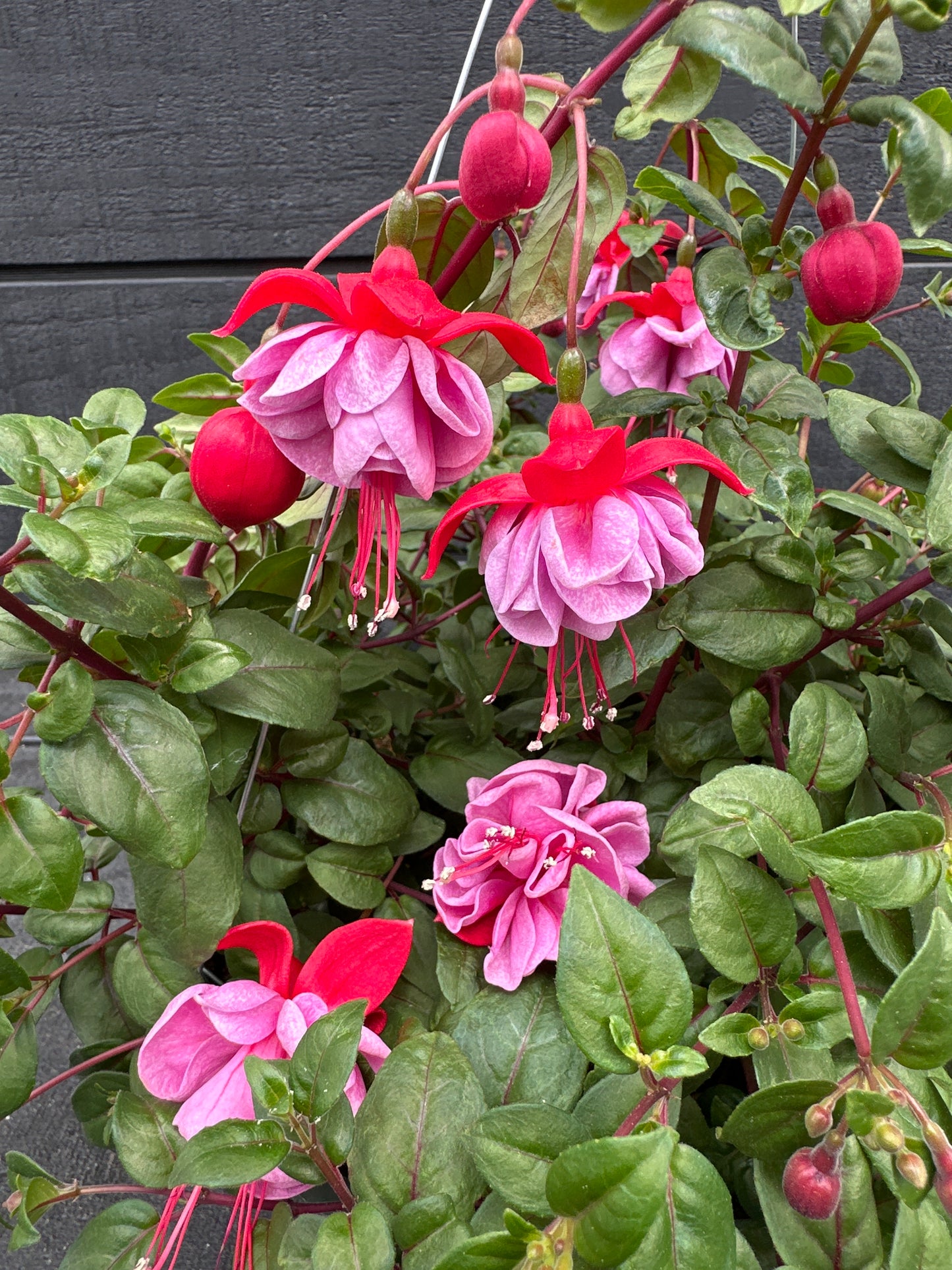 FUCHSIA BLUE EYES - 10" HANGING BASKET