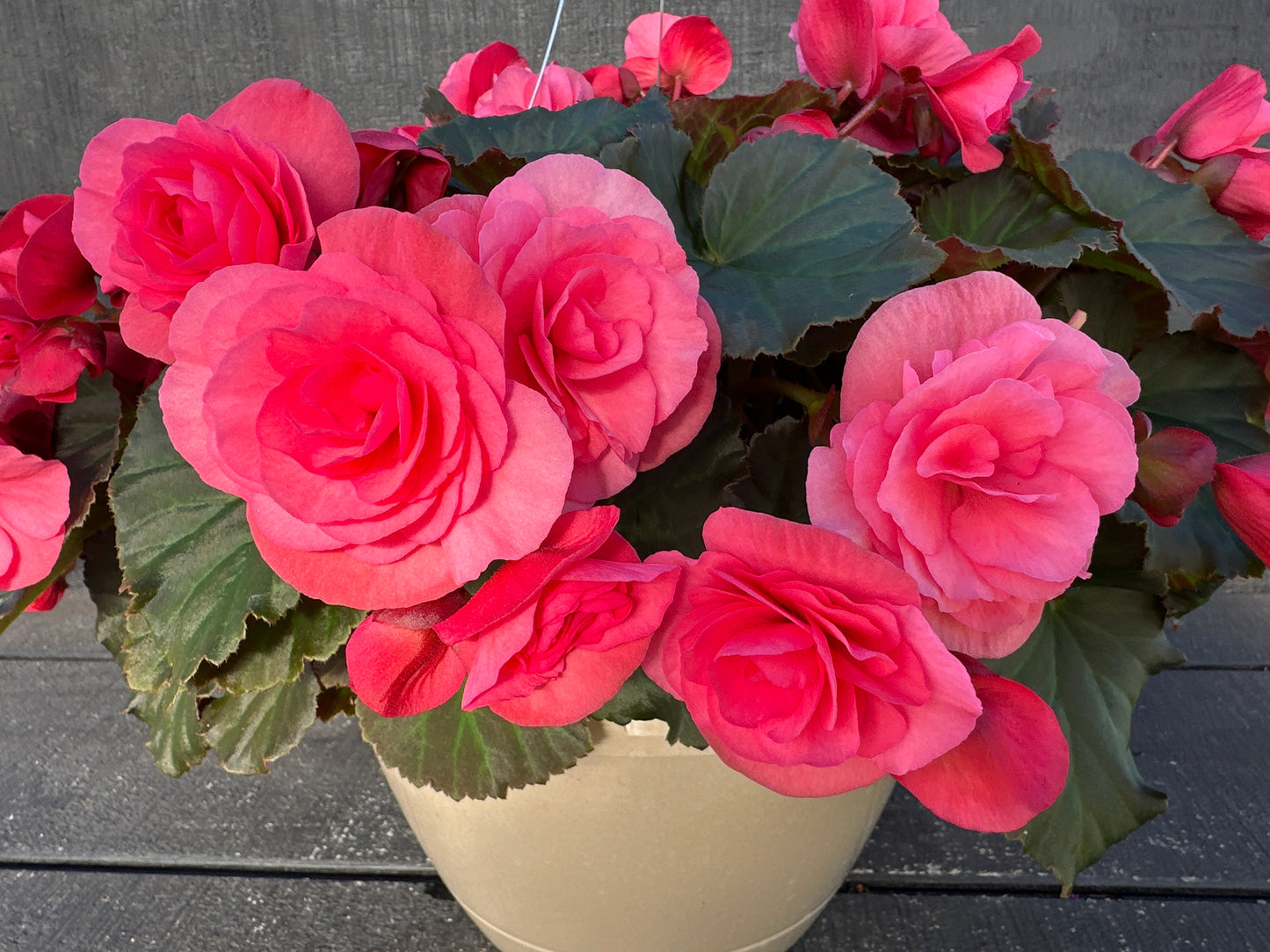 BEGONIA SOLENIAS LIGHT PINK - 10'' HANGING BASKET