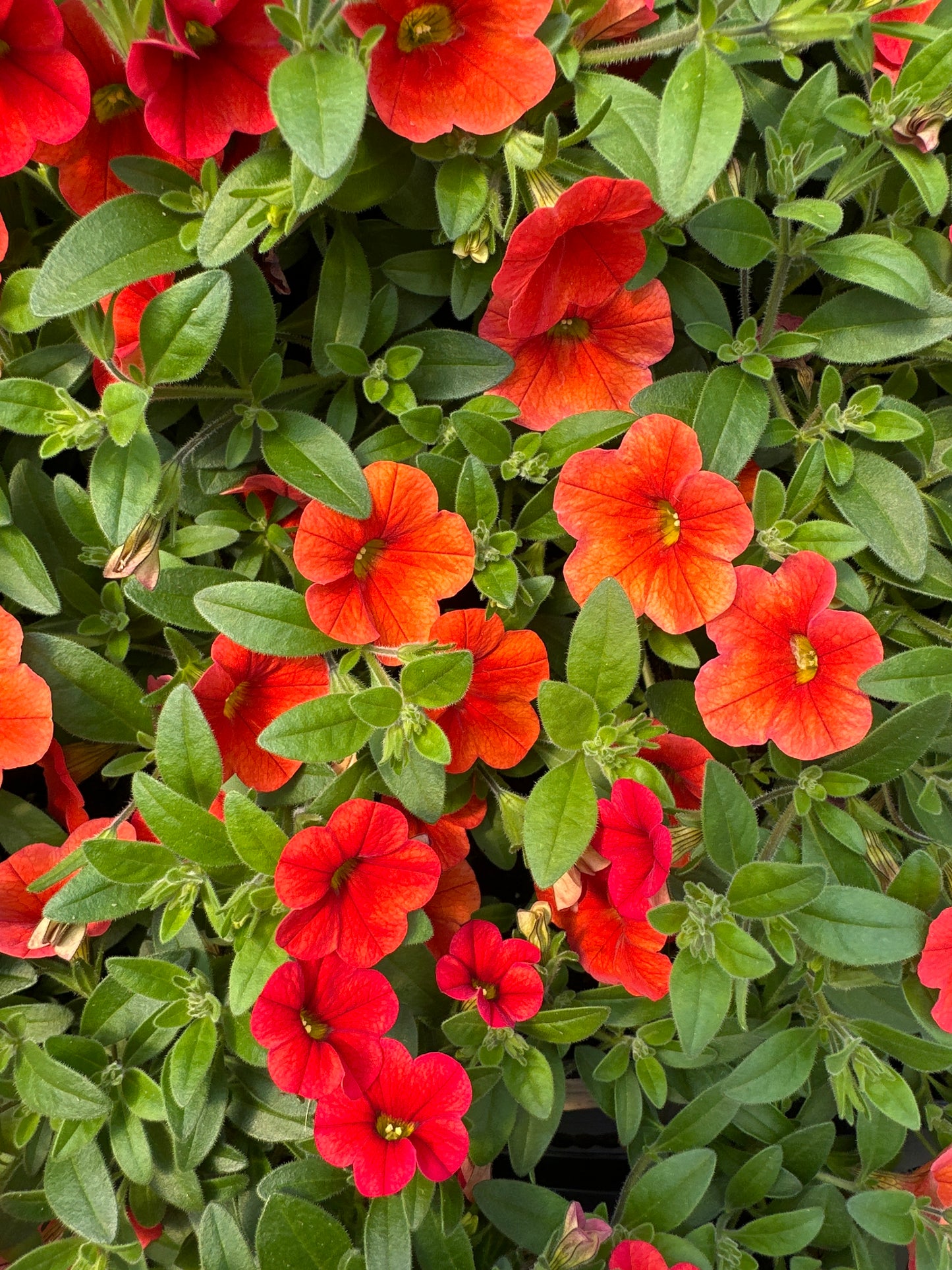 CALIBRACHOA MINIFAMOUS NEO DEEP ORANGE - JUMBO 6 PACK